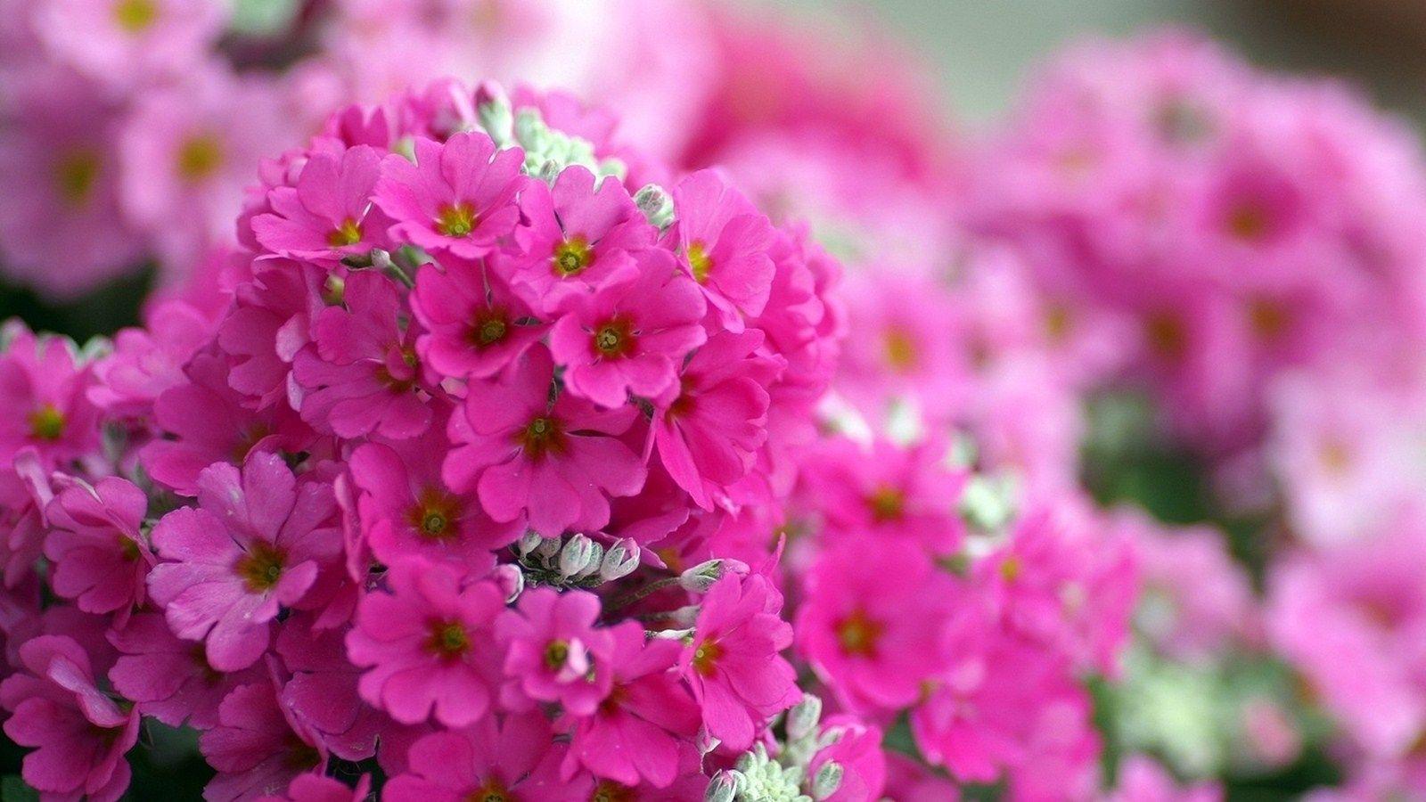 Download desktop wallpaper Pink flowers