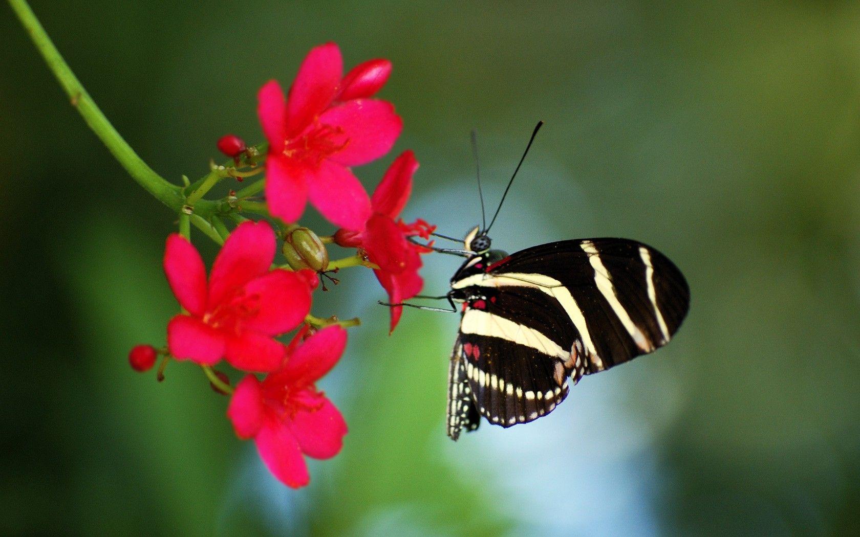 Flowers: Nature Little Butterfly Wing Flower Wallpaper Desktop Full
