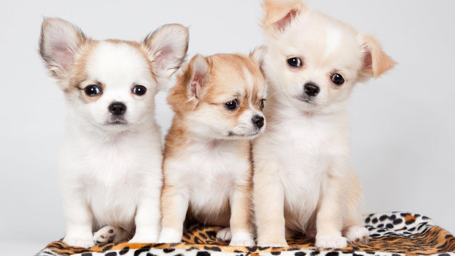 Baby Animals: Puppy Animals Dogs Chihuahua Three Baby Animal