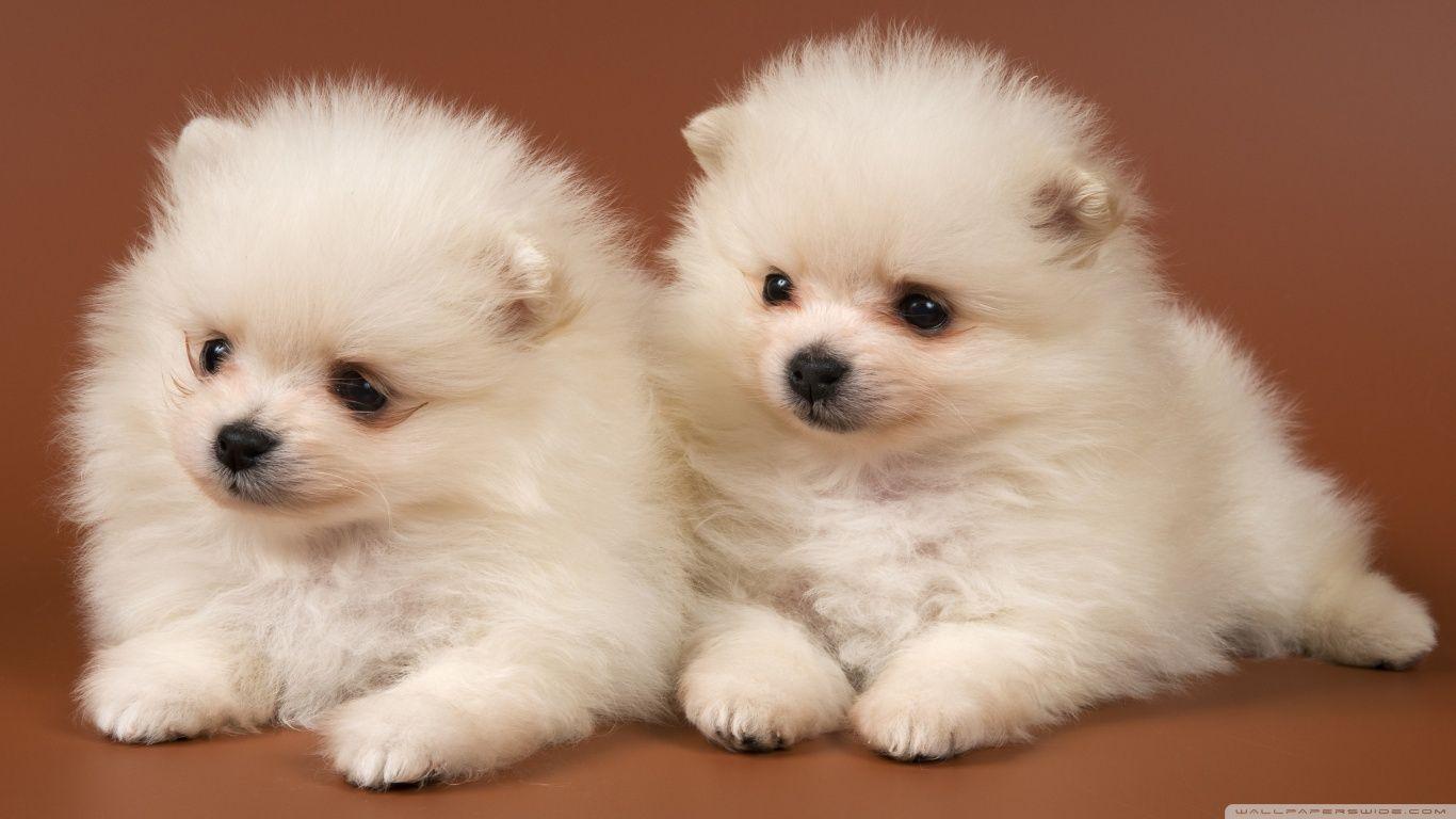 Pomeranian Puppy Wallpaper