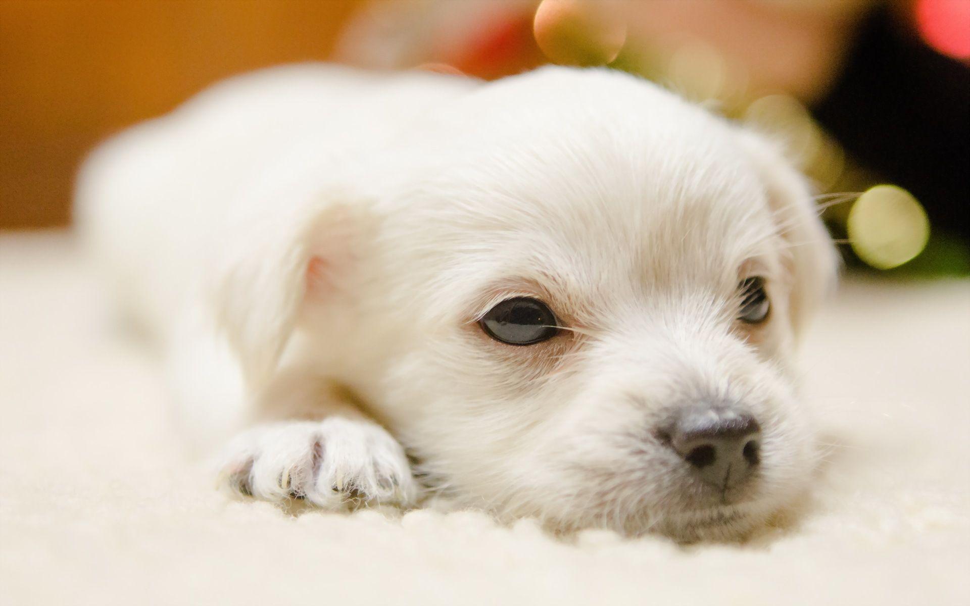 Cute Dogs Wallpaper. Dog Puppy Desktop Wallpaper