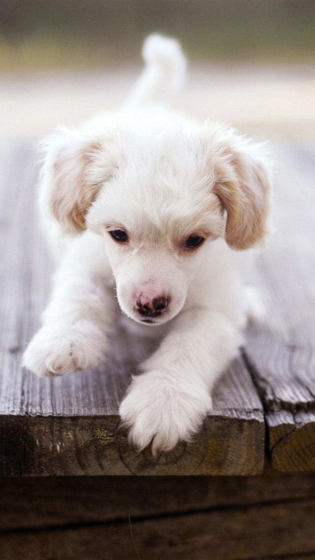 Cute Dog Wallpapers on WallpaperDog