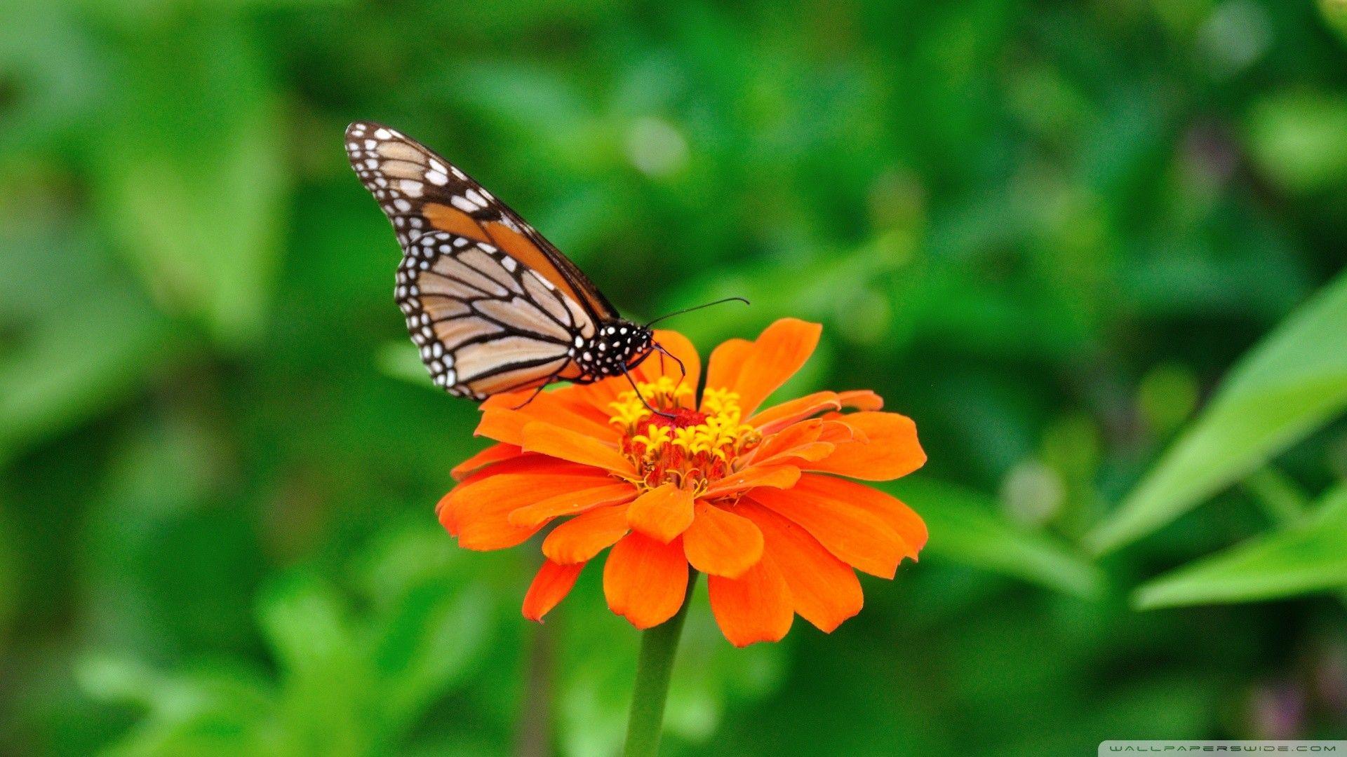 New HD Santabanta Wallpaper