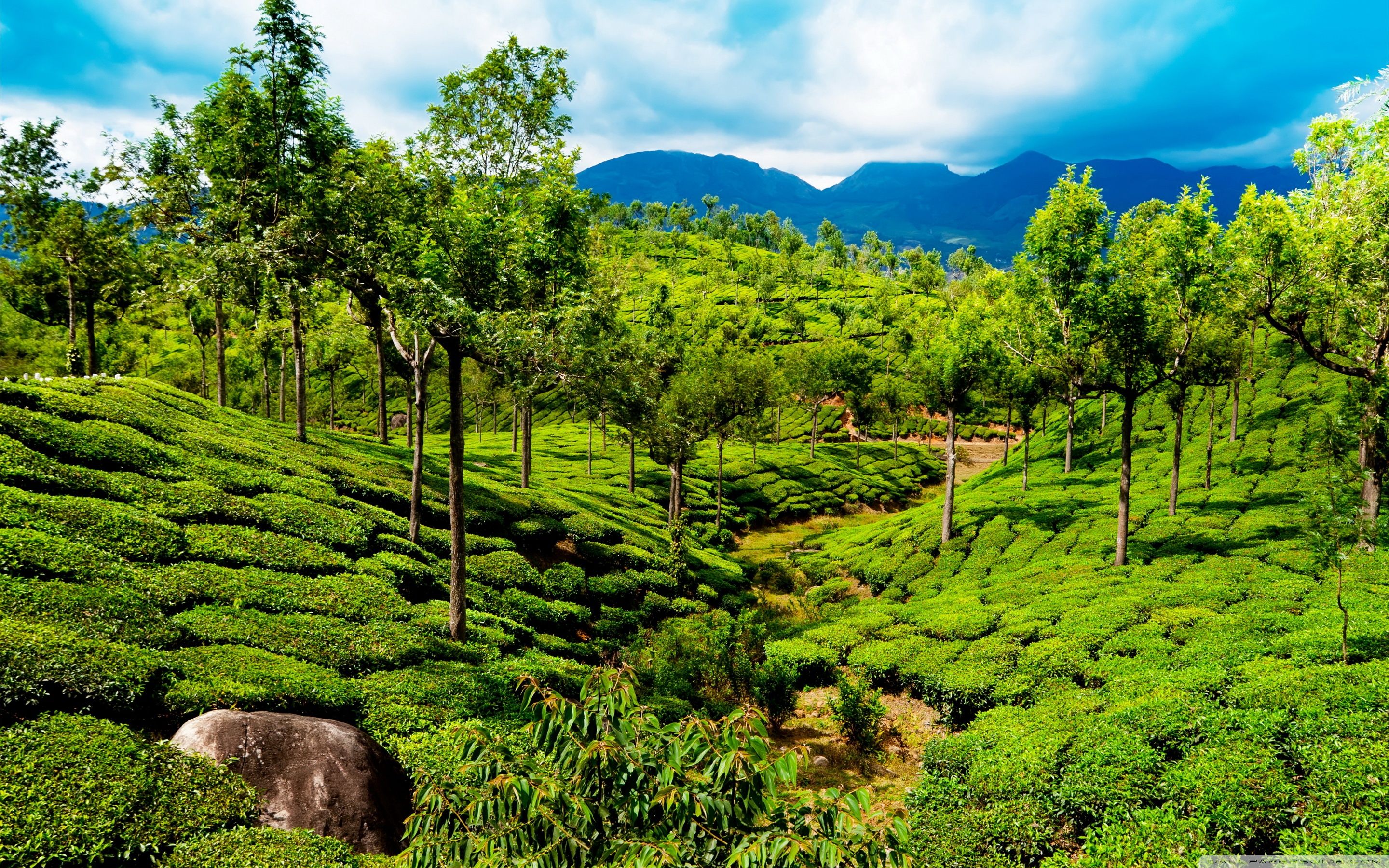 Green tea field, Kerala, India ❤ 4K HD Desktop Wallpaper for 4K