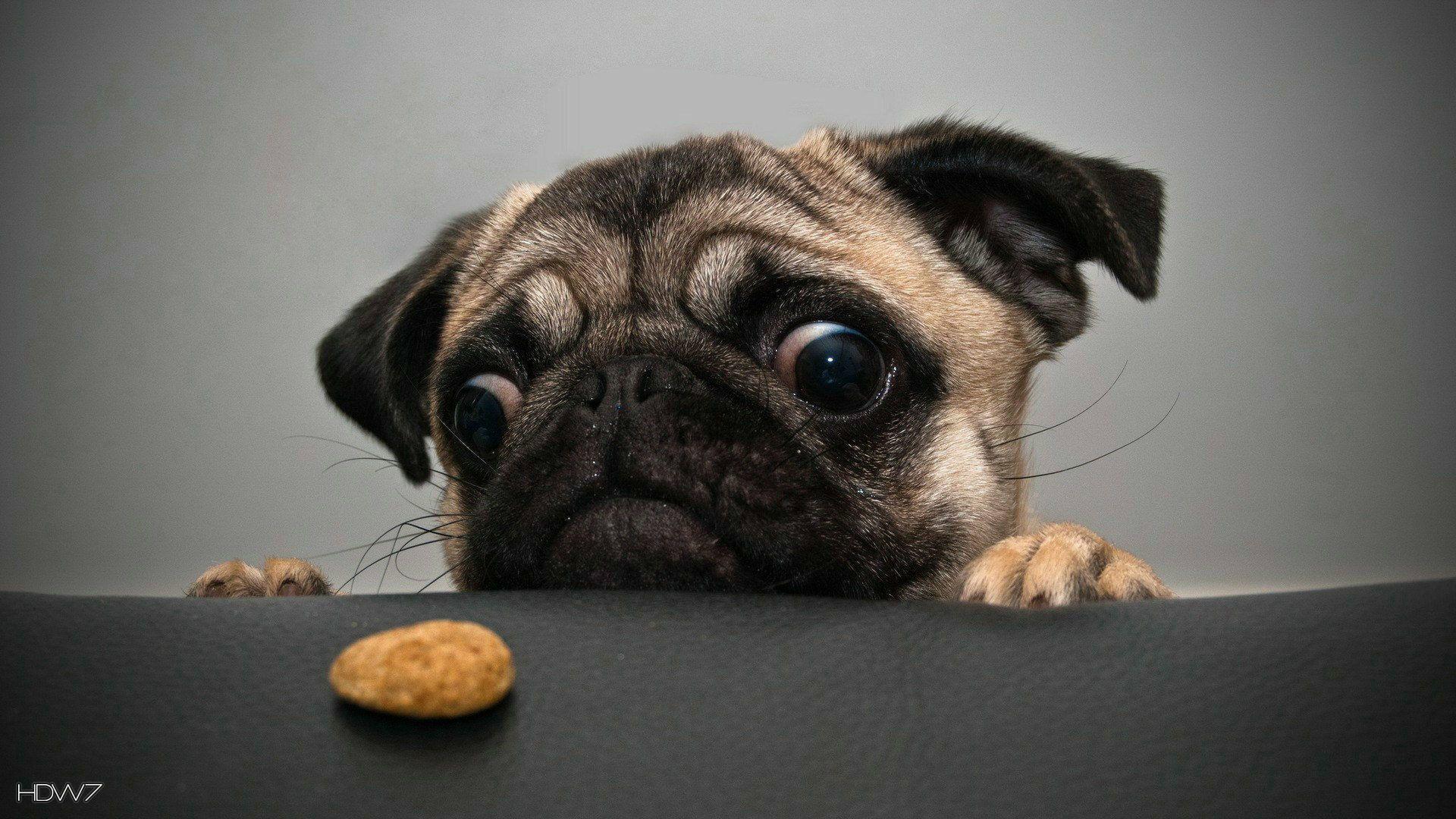 crazy dog and cookie wallpaper. HD wallpaper gallery
