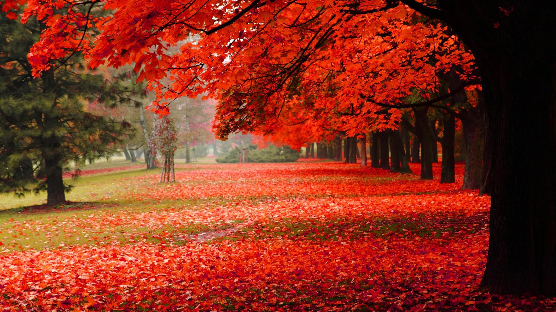 Natural, park, autumn, red leaves, autumn scenery HD free desktop