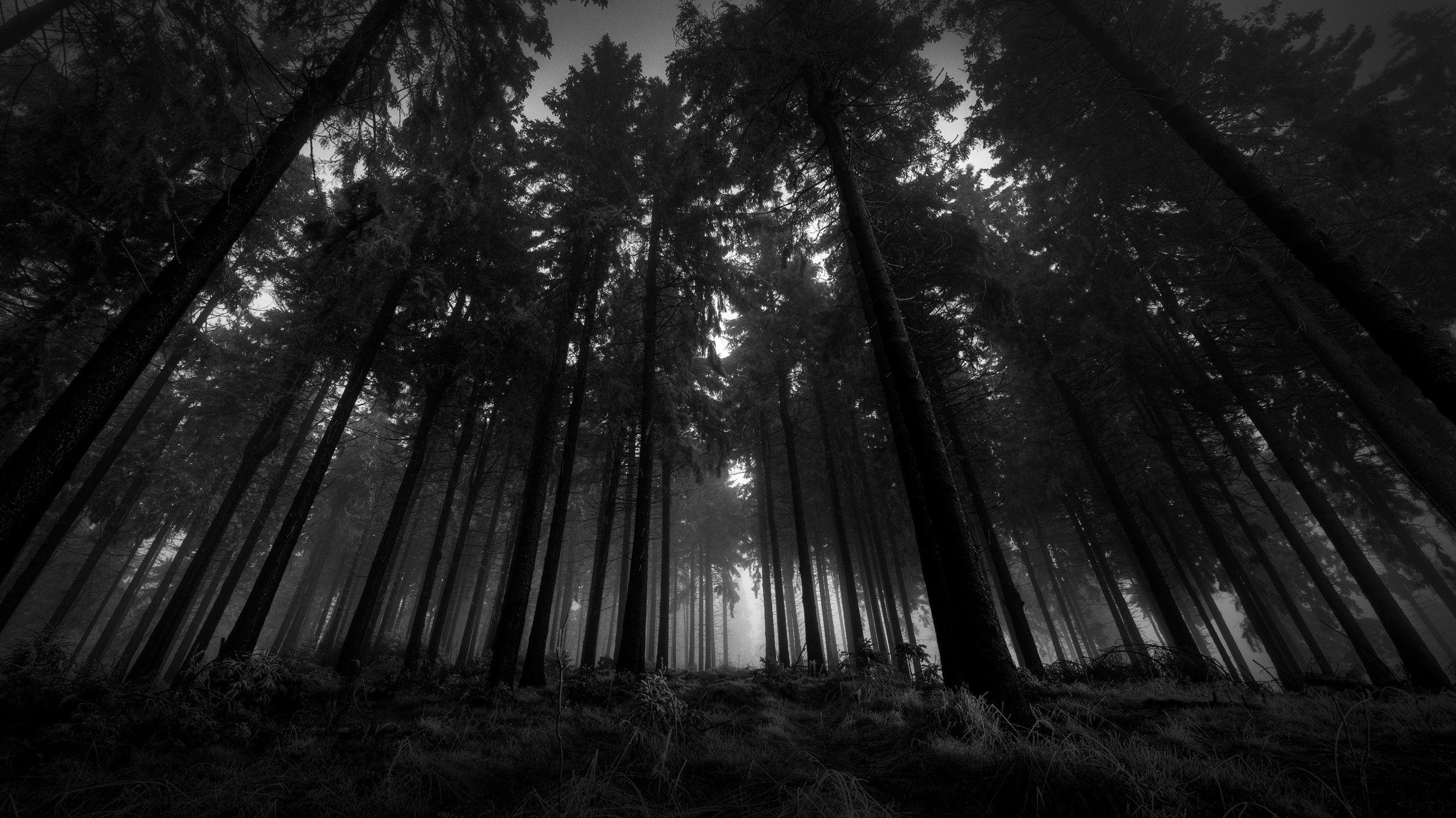 Download Free Black and White Forest Wallpaper