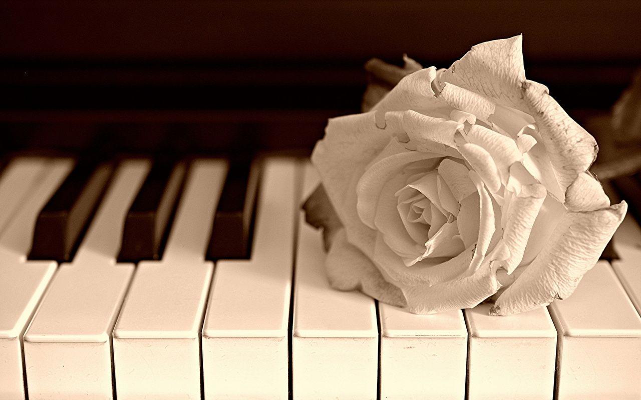 Piano White Roses Flowers