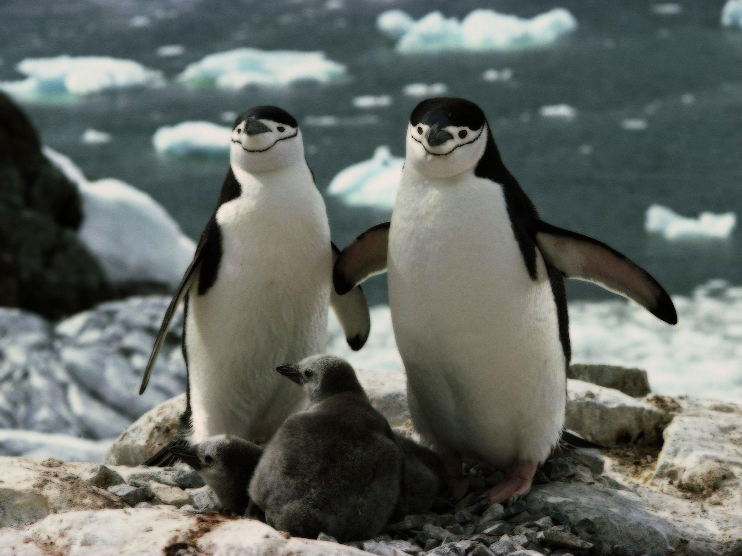 Chinstrap penguins baby birds wallpaper. PC