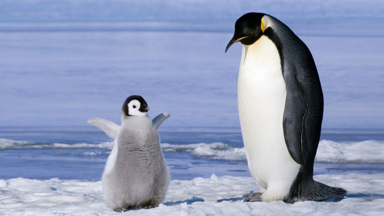 Nature penguin baby ice animal HD wallpaper wallpaperx1080