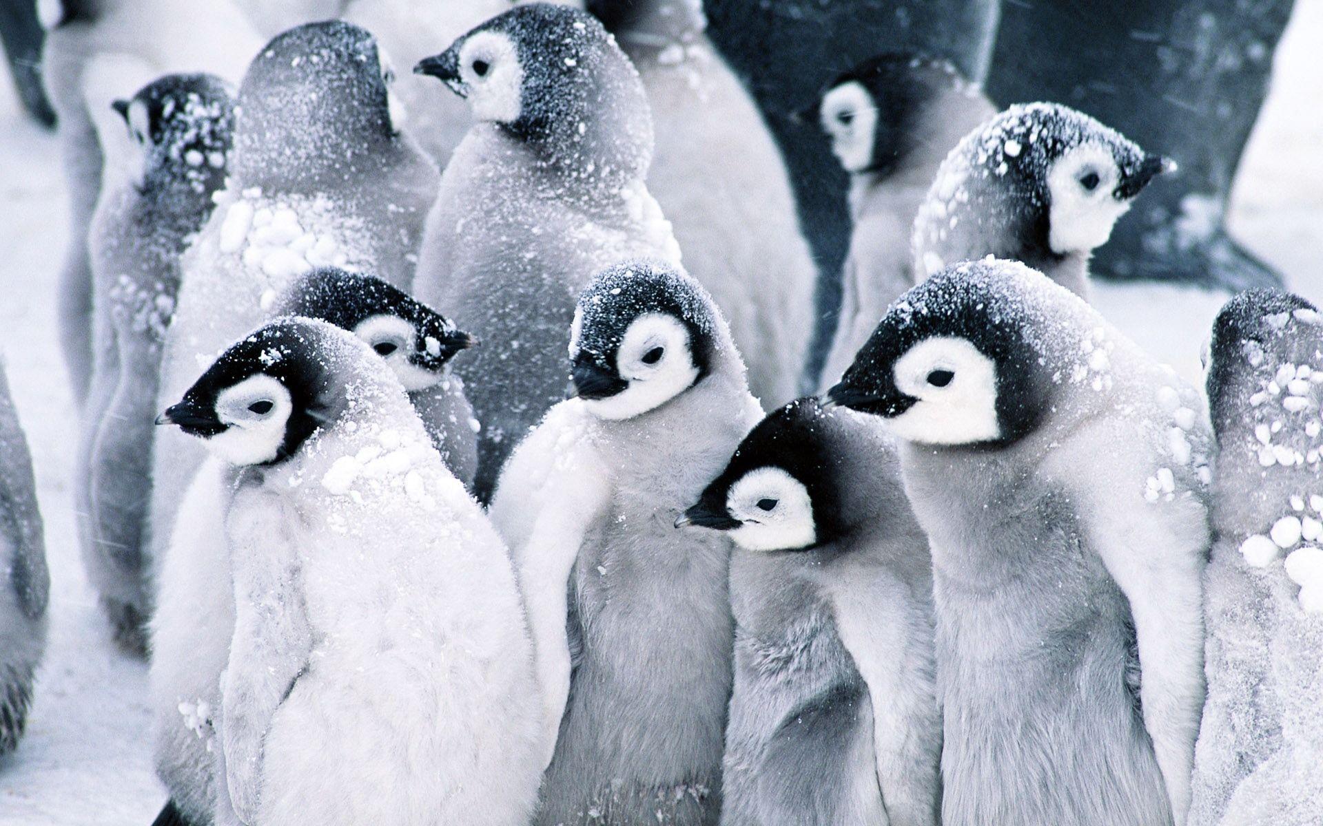 Baby Penguins Wallpaper Penguins Animals Wallpaper in jpg format