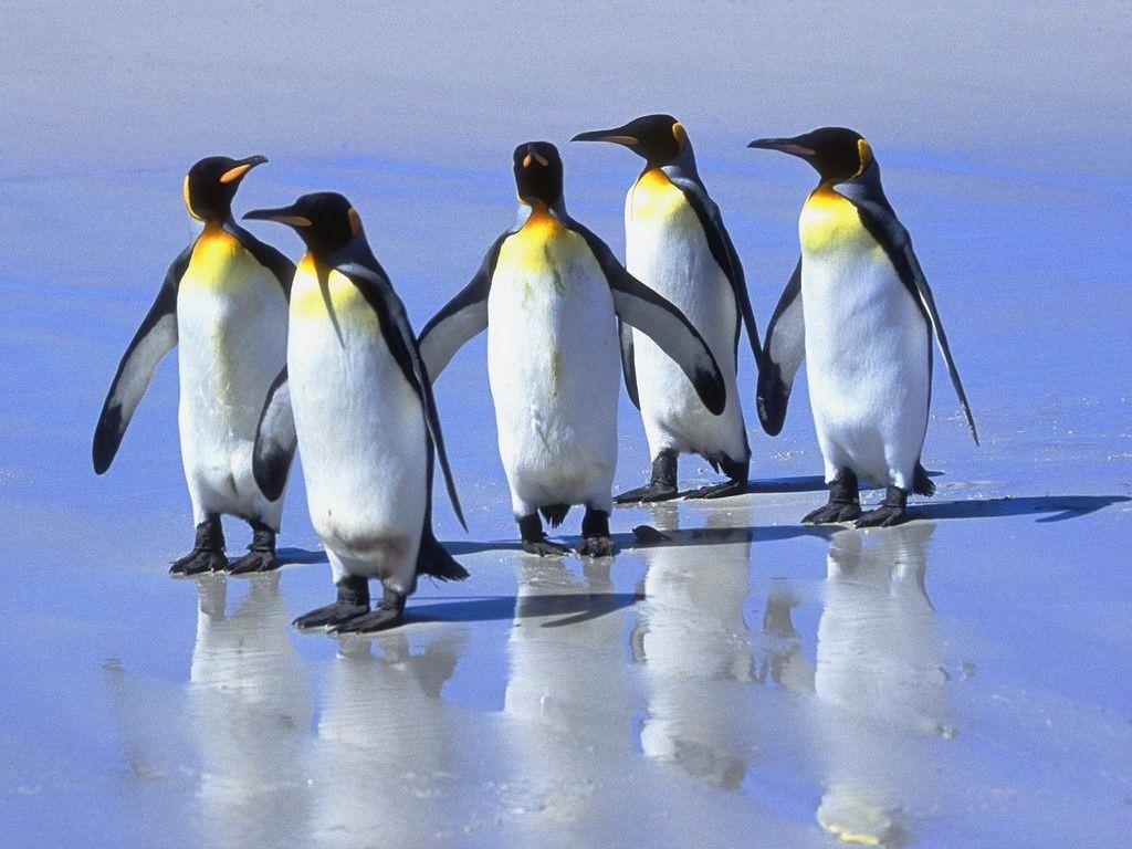 Penguin Picture HD Animal Wallpaper
