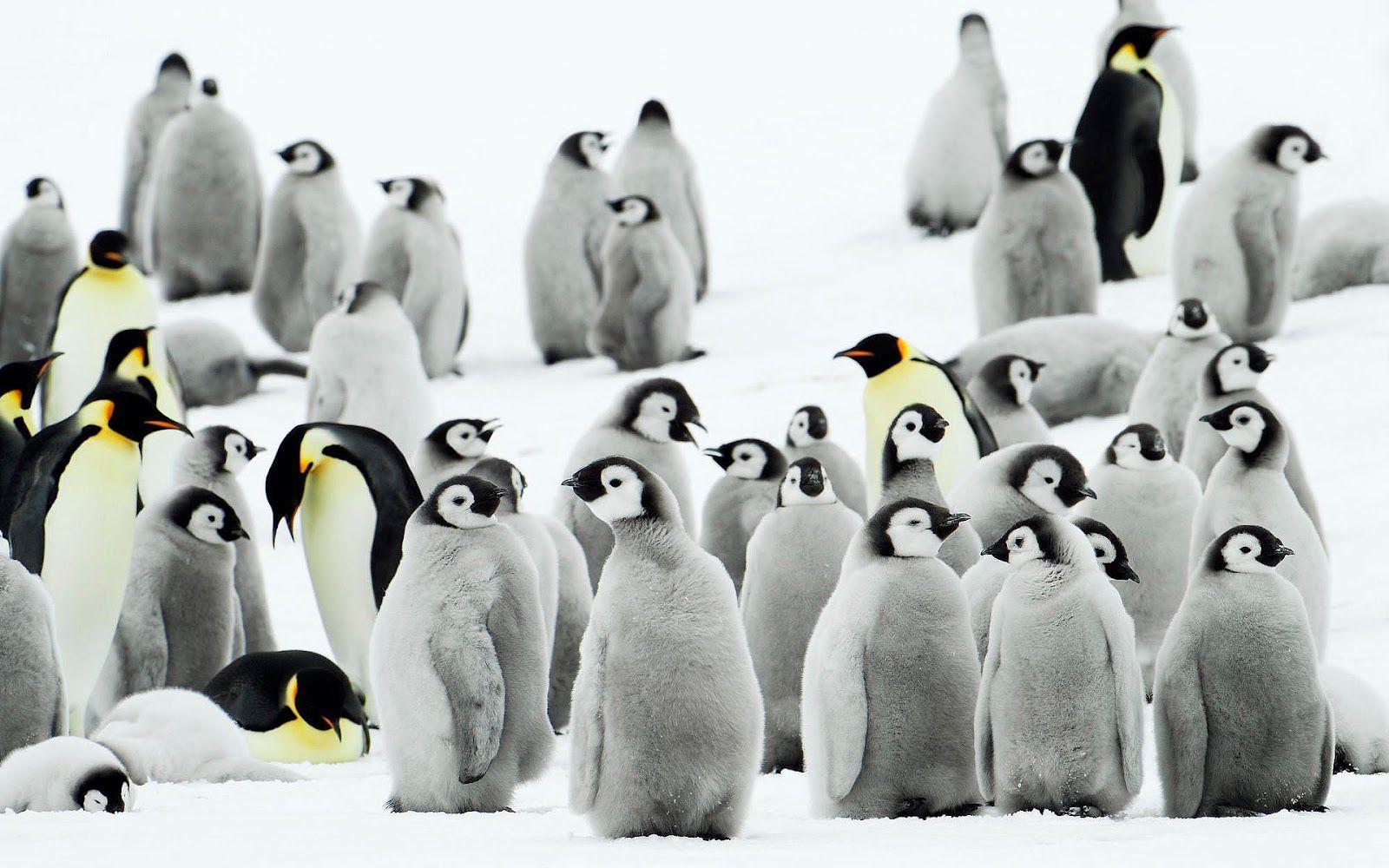 Penguin Wallpaper Beautiful Penguins Wallpaper Gallery 1600×1000