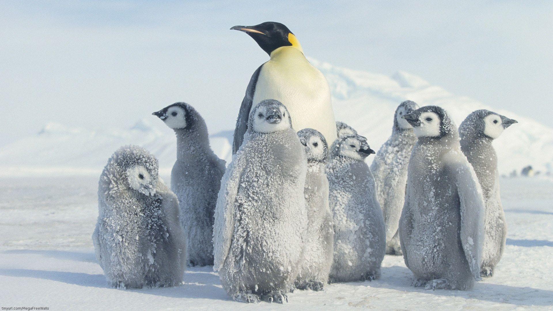Emperor Penguin Full HD Wallpaper and Background Imagex1080