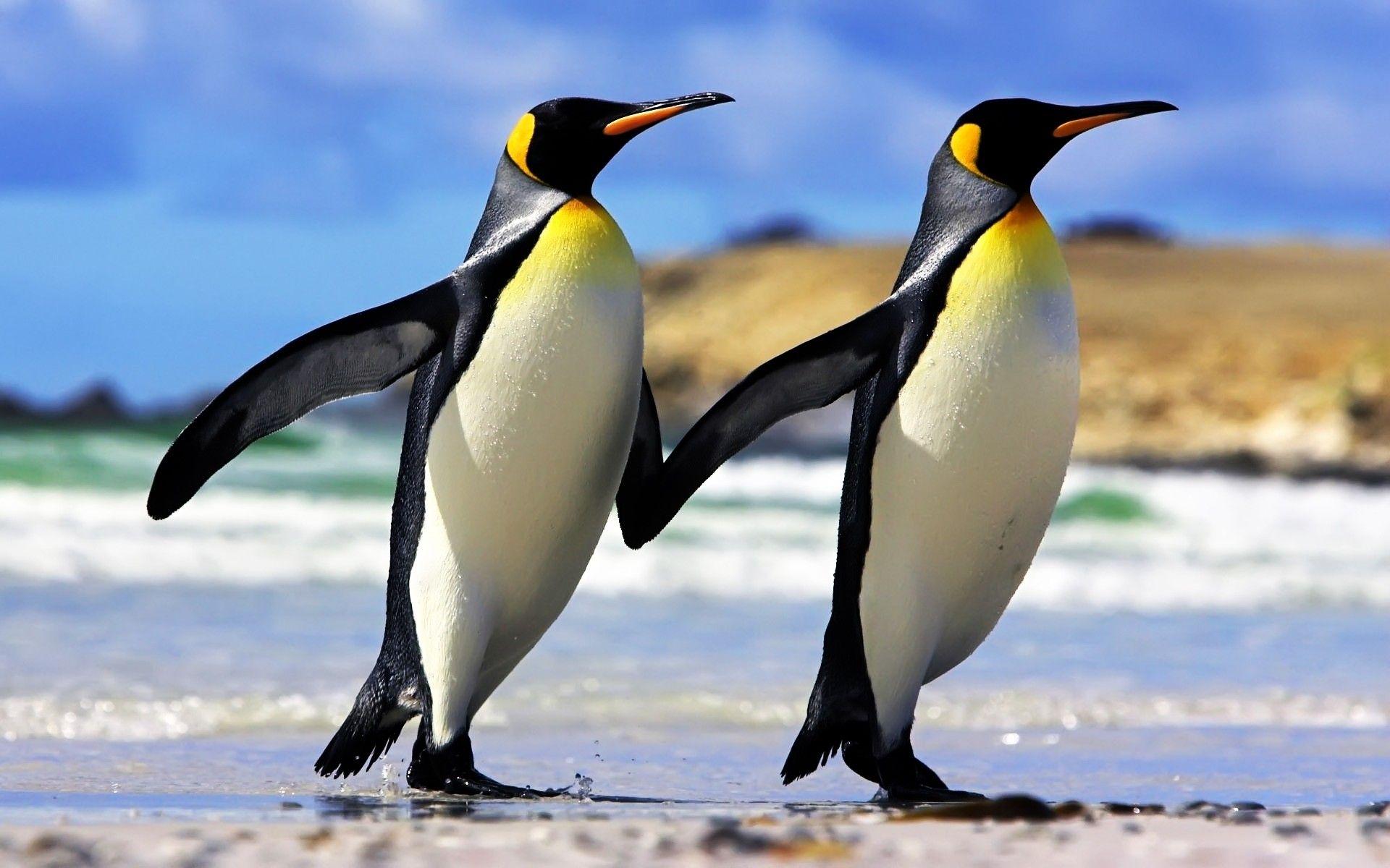 Animals Penguins Couple Emperor Free Wild Animal Wallpaper