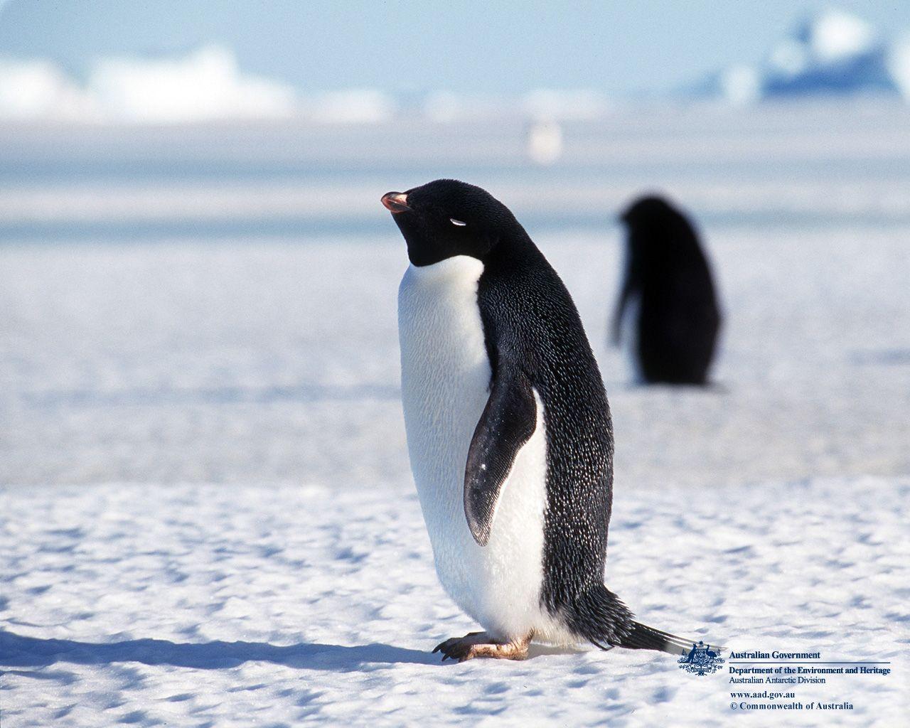 Penguins, Cute Animals and Beautiful Photo