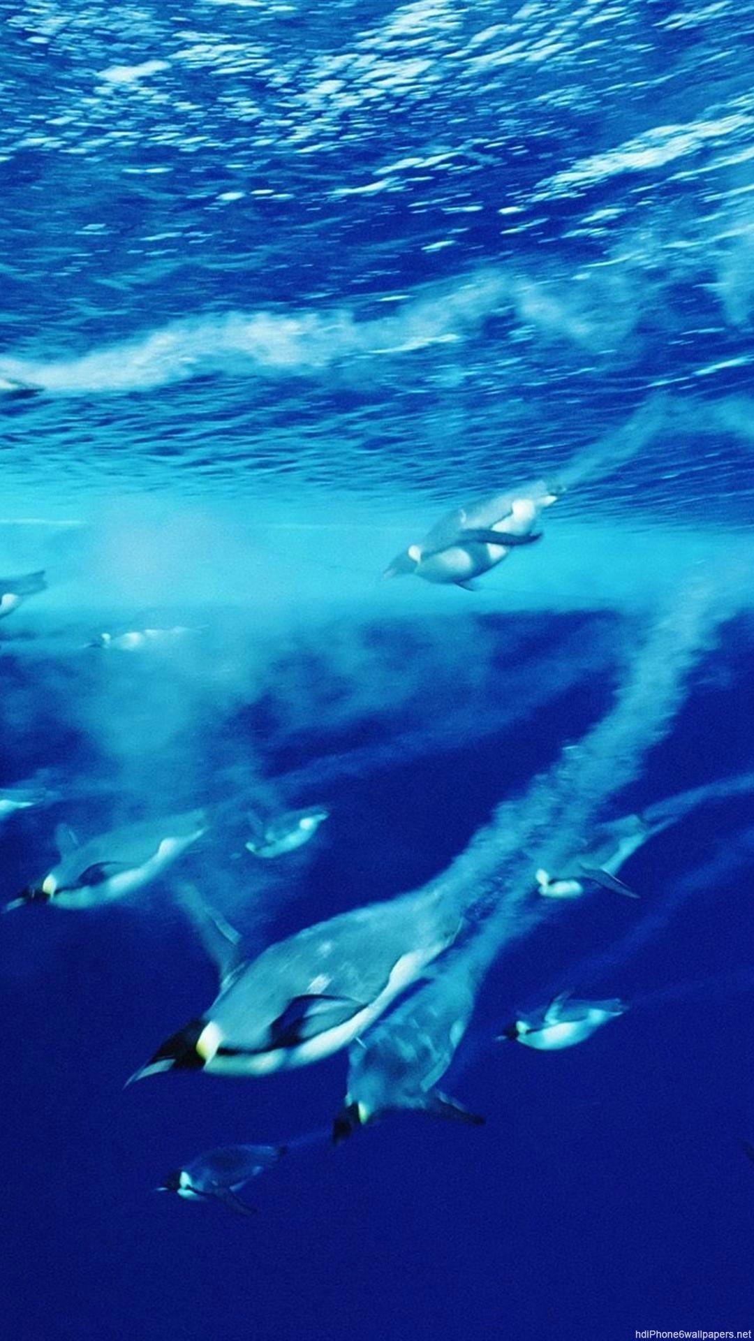 penguins animal iPhone 6 wallpaper HD and 1080P 6 Plus Wallpaper