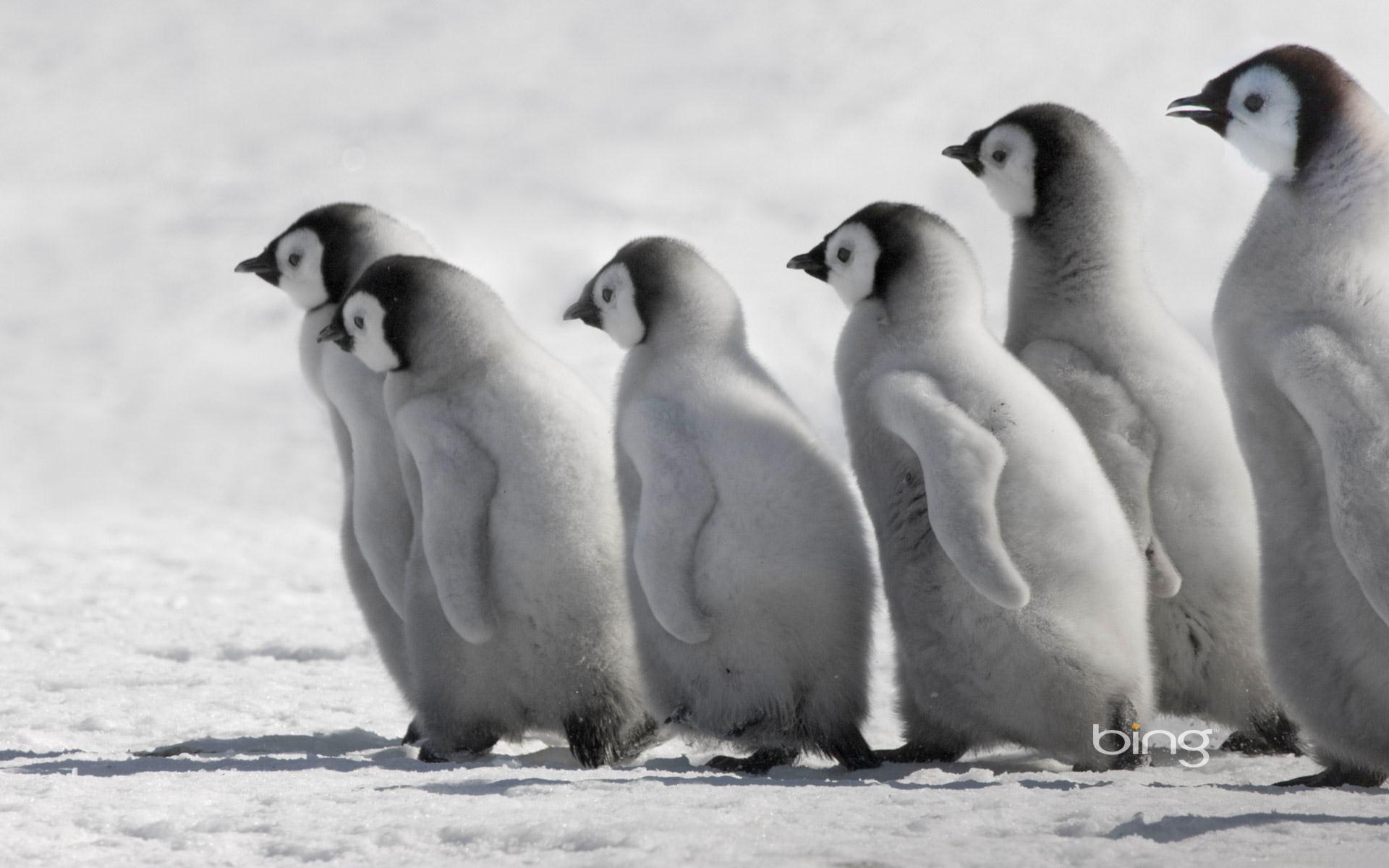 Penguins Bing Animal Photography HD Wallpaper