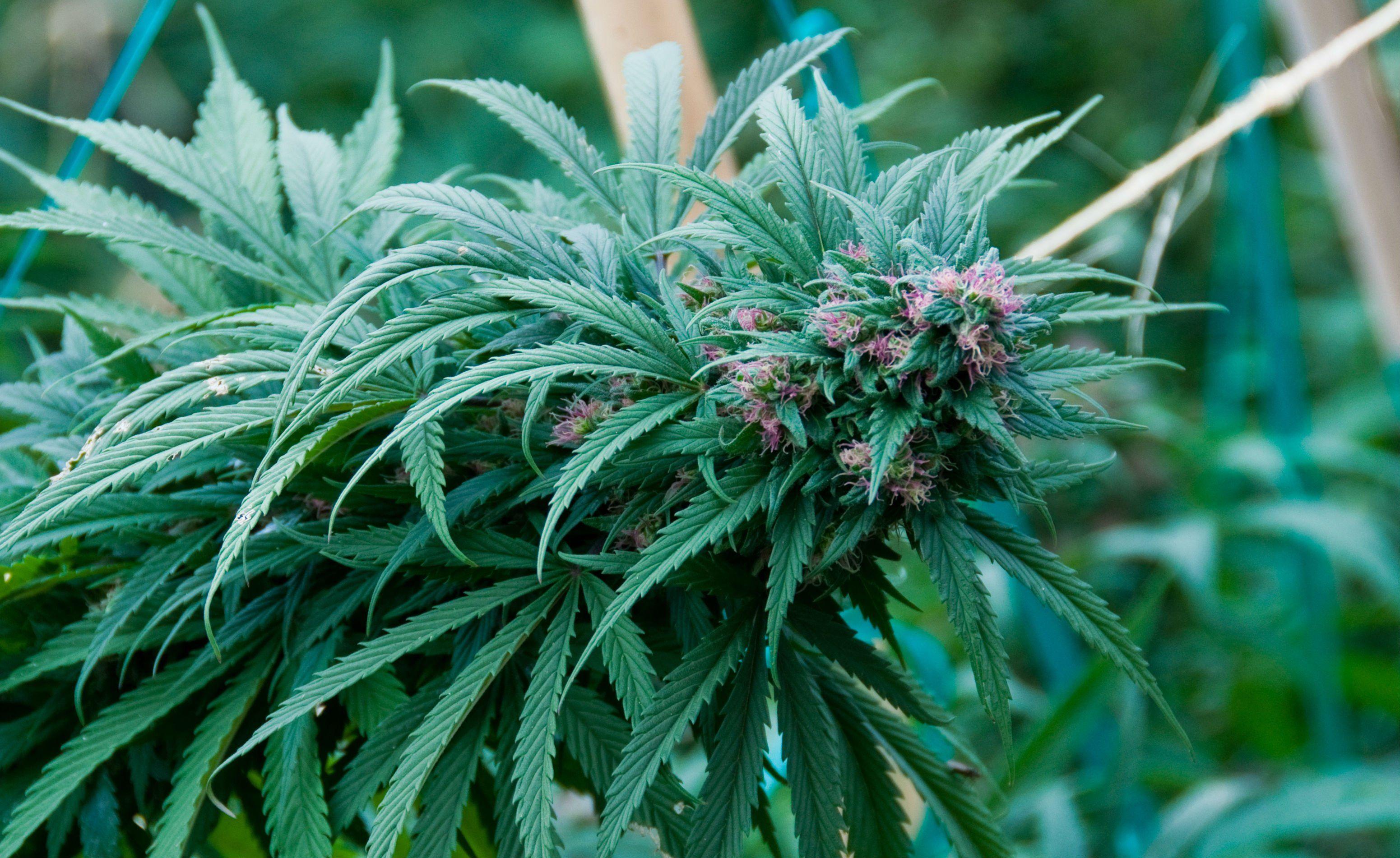 landscape image colourful, HD wallpaper, marijuana, download