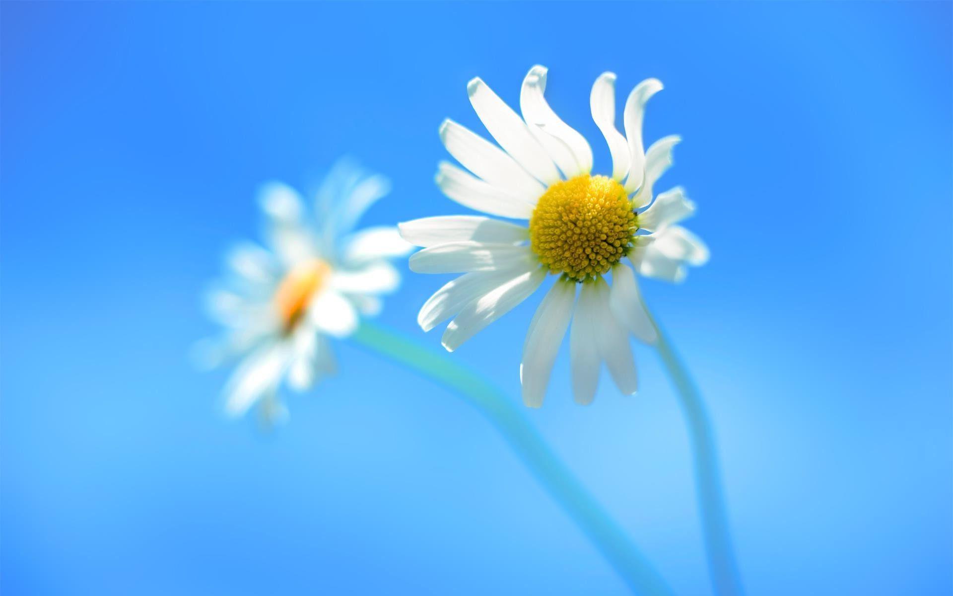 Wallpaper, 1920x1200 px, closeup, nature, white flowers, Windows 8