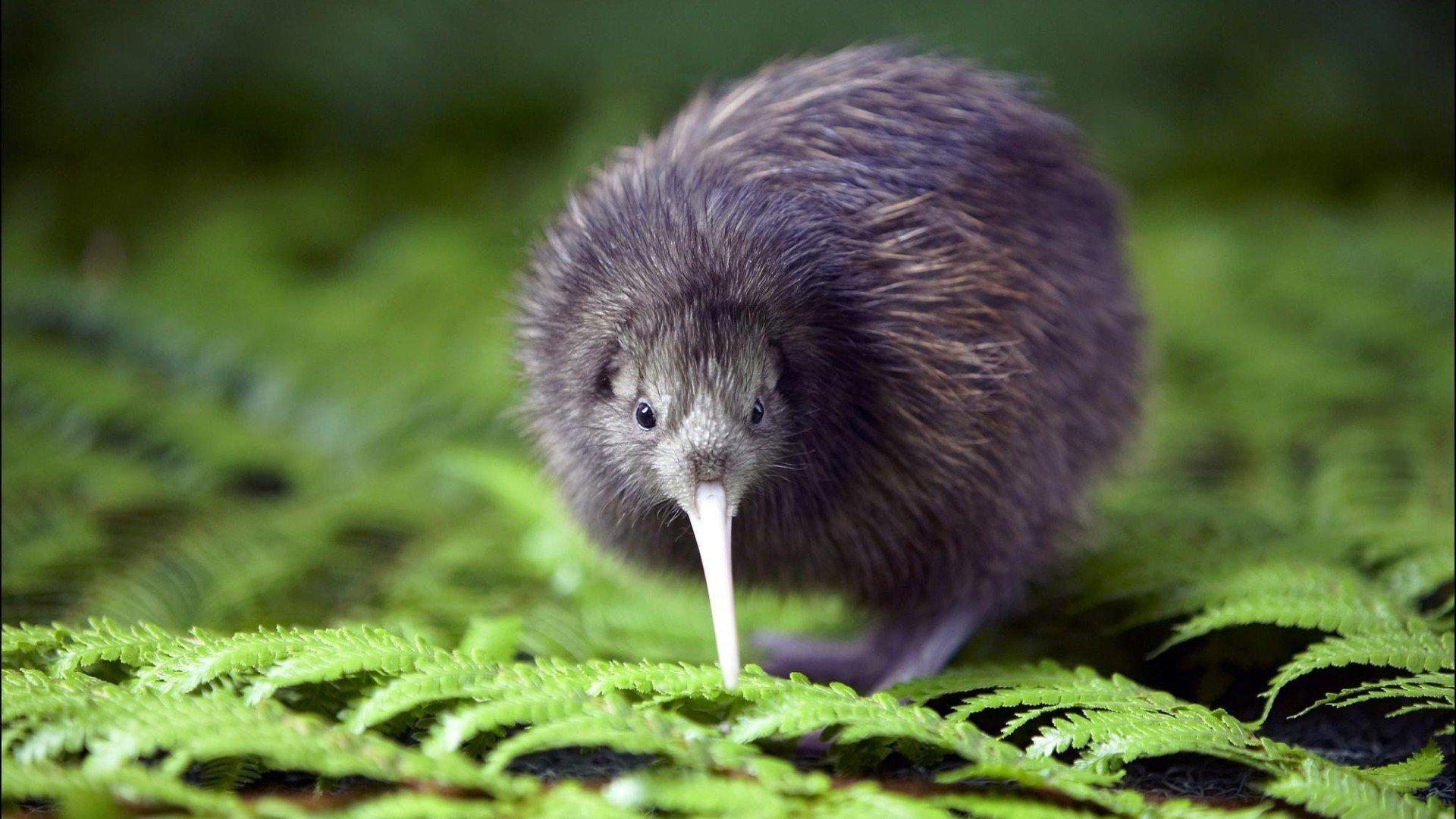 Kiwi bird national symbol of New Zealand wallpaper and image
