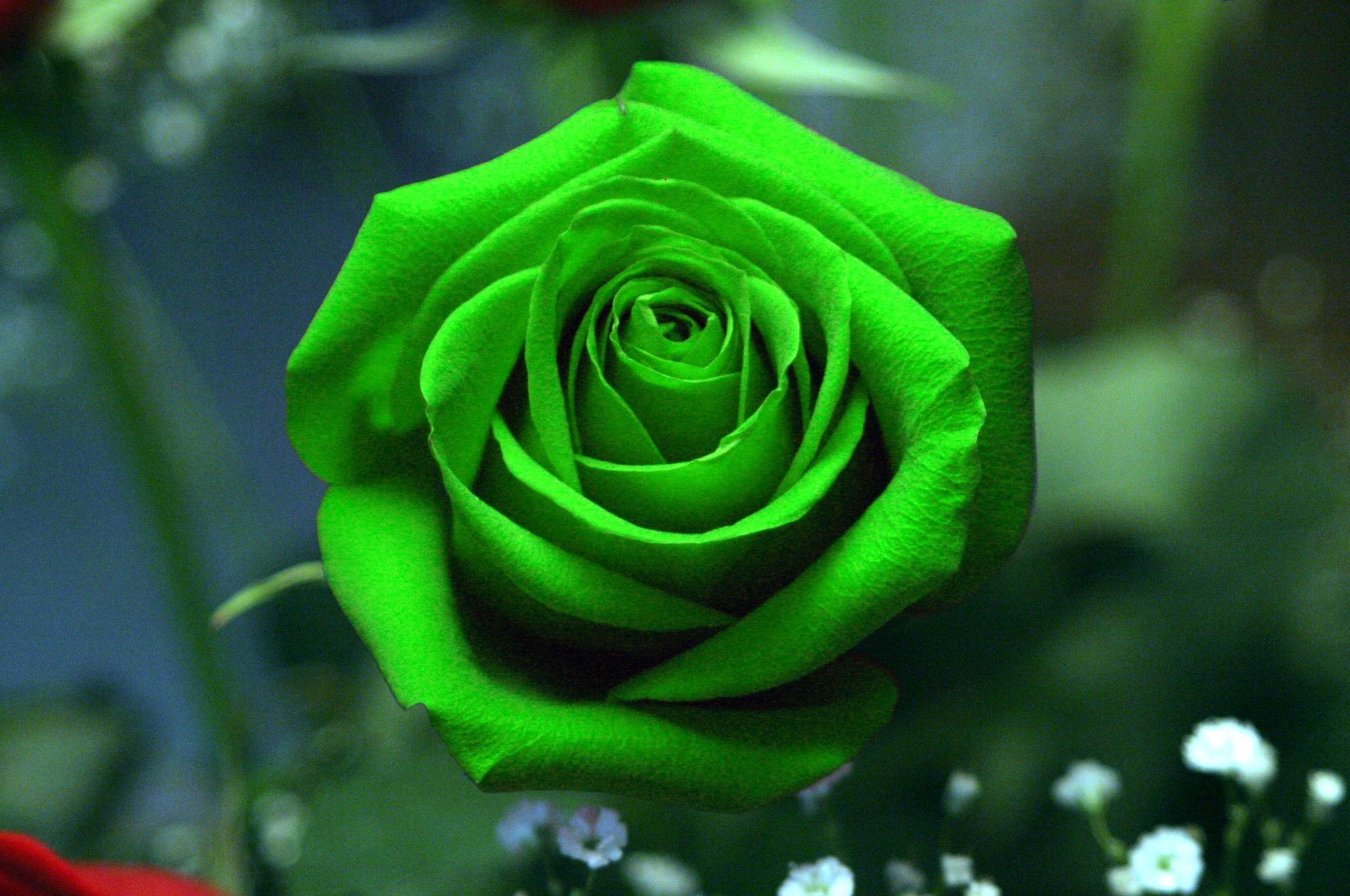 beautiful green things. Download Green Rose Wallpaper HD. Green