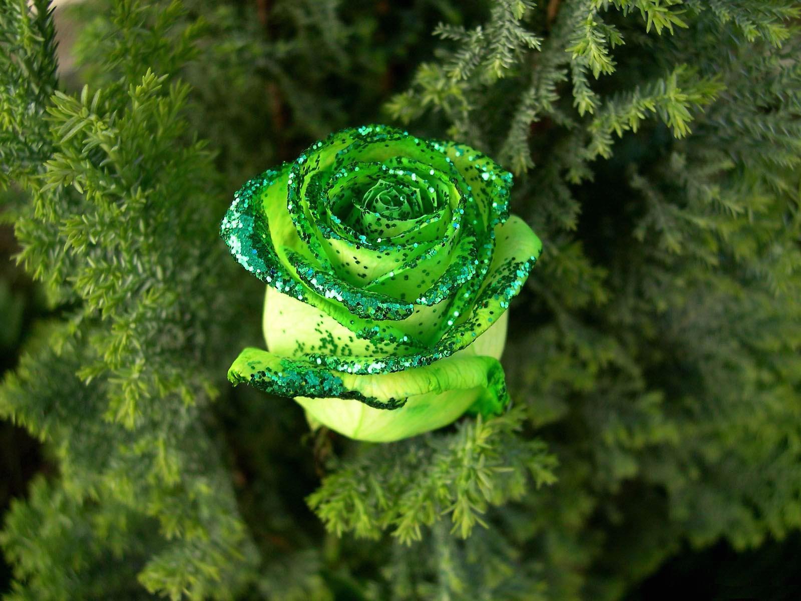 cliserpudo: Beautiful Green Rose Wallpaper Image