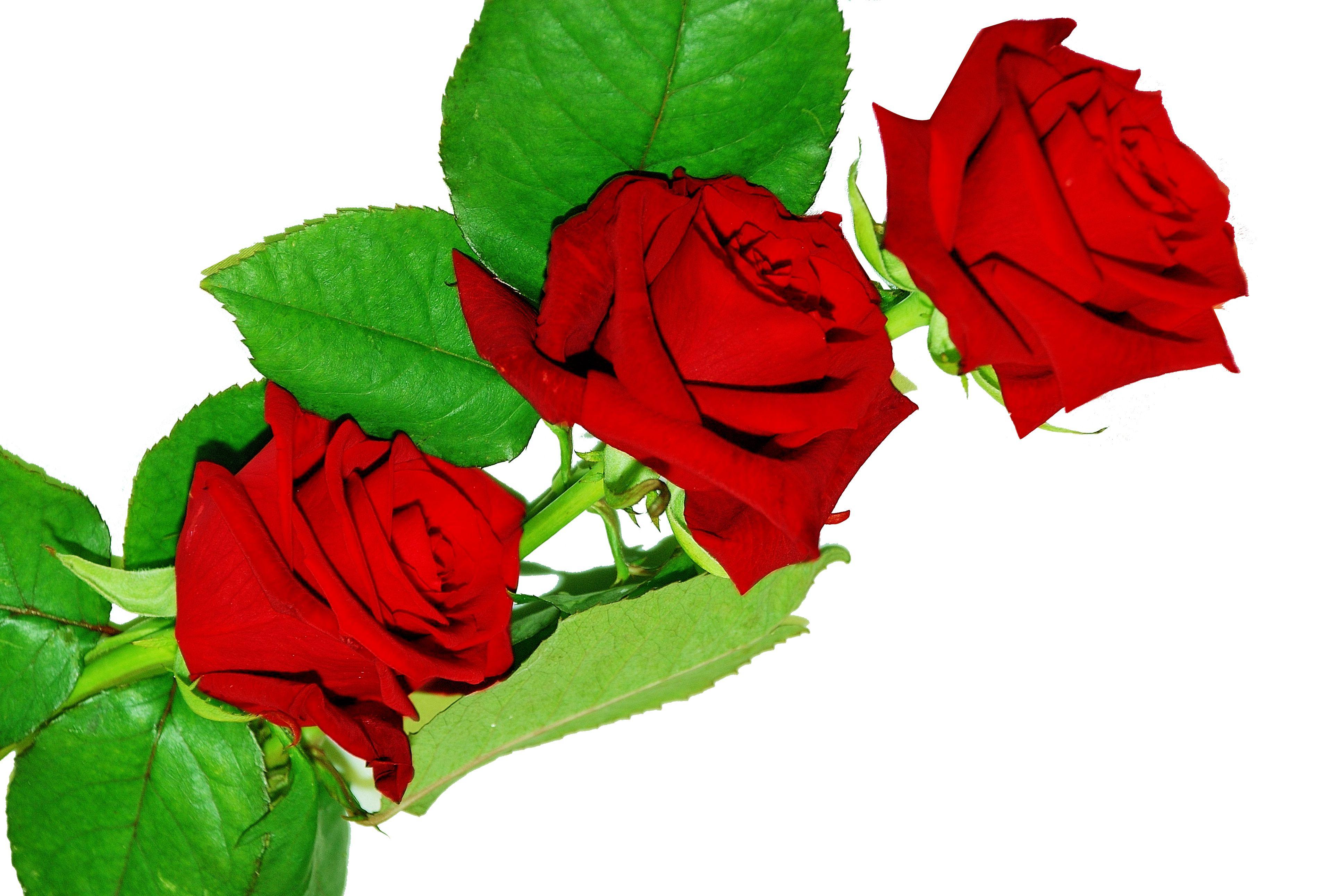 Beautiful Red Rose With Green Leaves. Fresh Free HD Rose Wallpaper