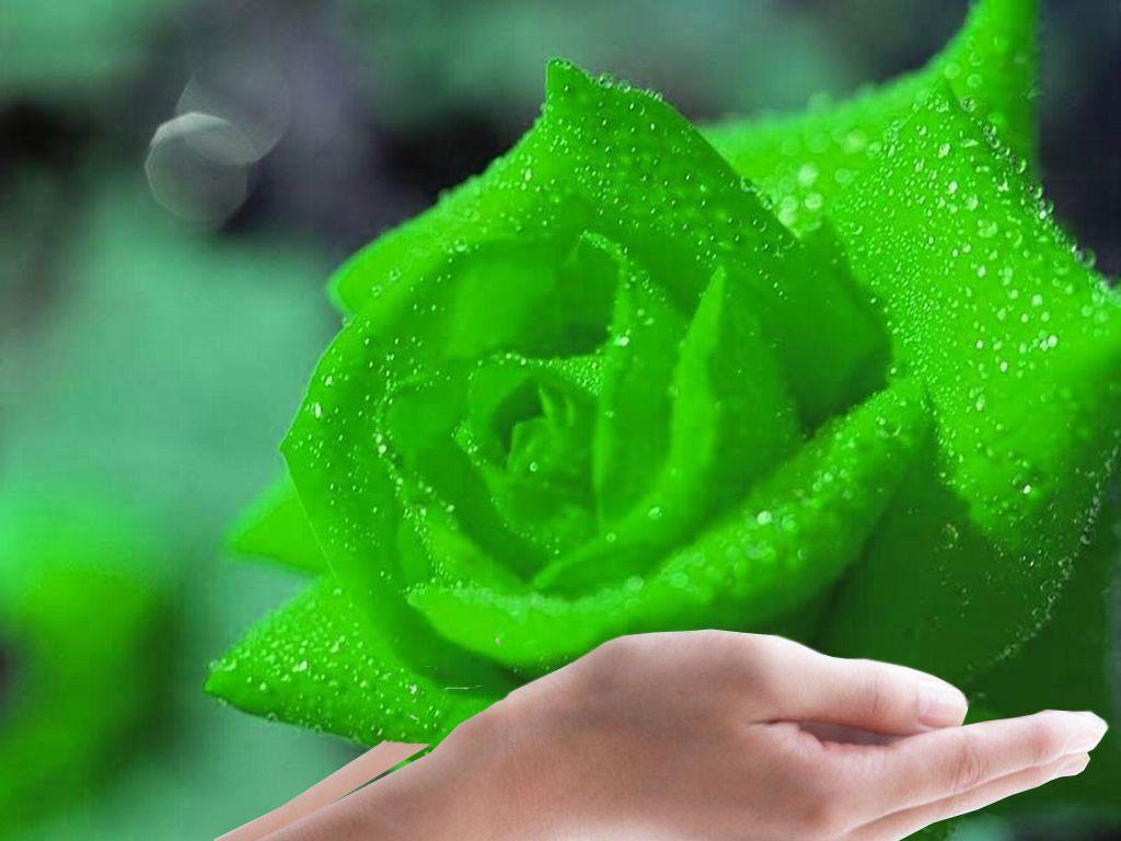 The Meaning and Beautiful Green Roses. Green rose and Flowers