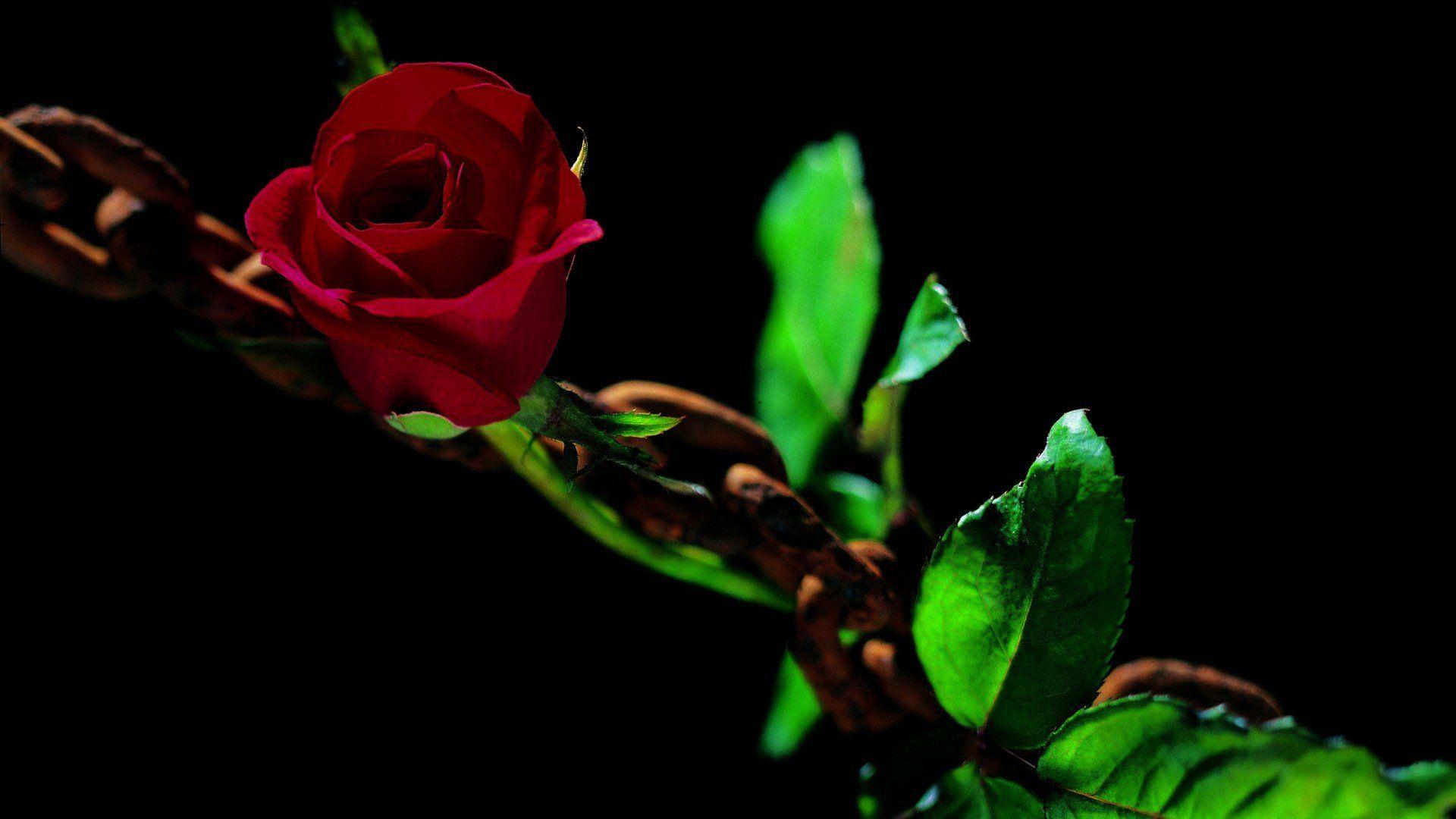 Beautiful Green Rose