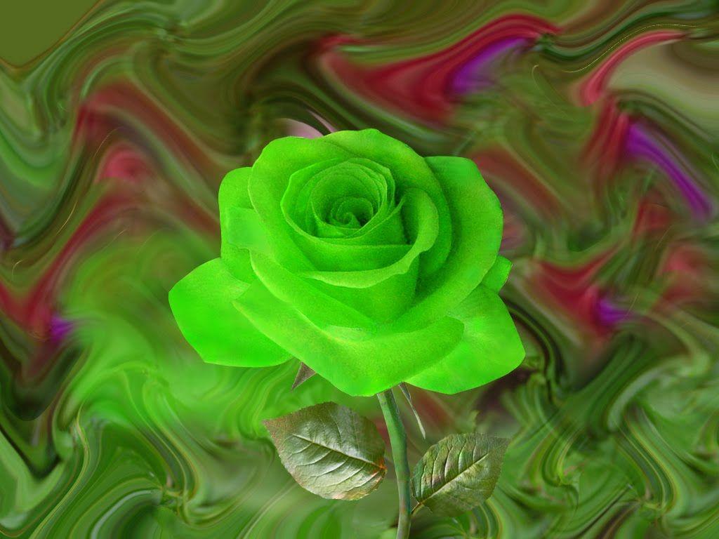 Beautiful Green Roses