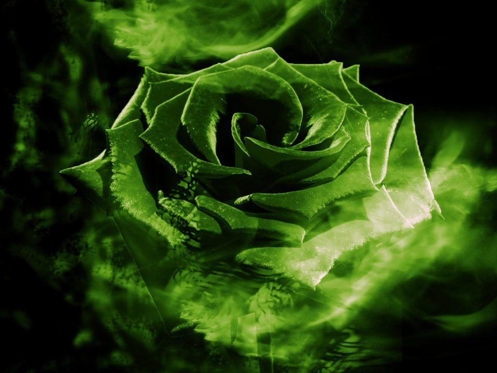 Red Rose Green Background - High-quality Free Backgrounds