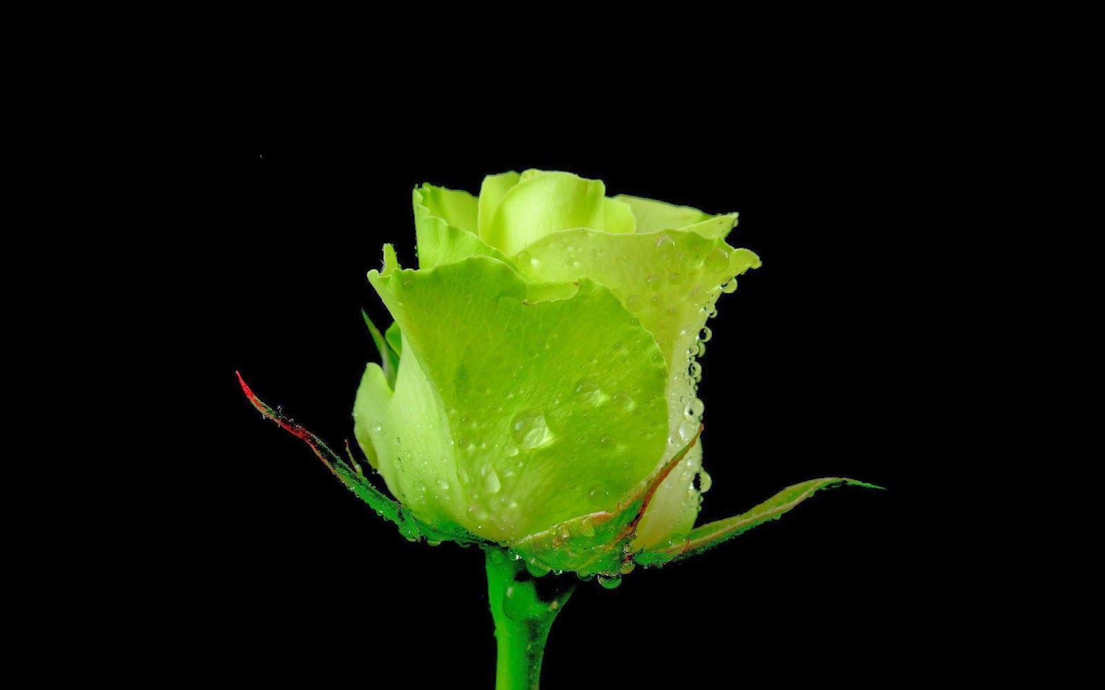 Beautiful Green Rose Flowers HD Wallpaper