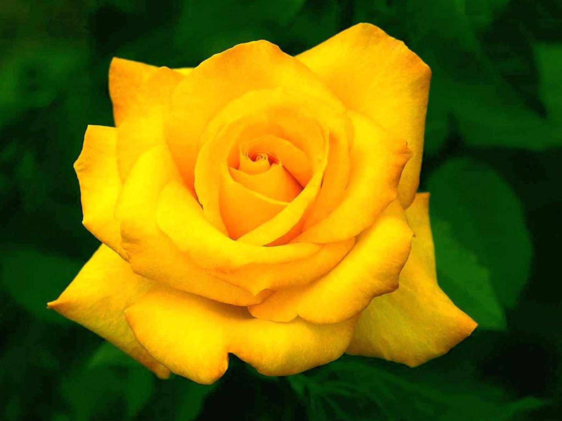 Flowers: Petal Yellow Nature Flower Leaves Beautiful Green Rose