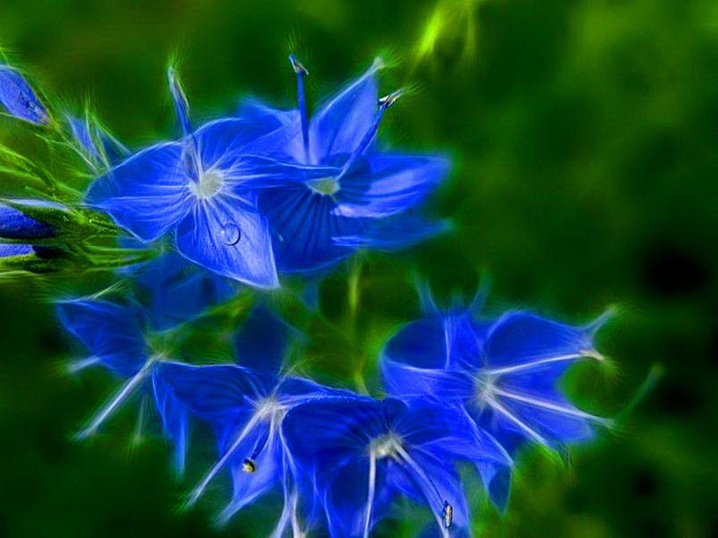 Flowers: Blue Blues Flowers Beauty Green Rose Flower HD Image Free