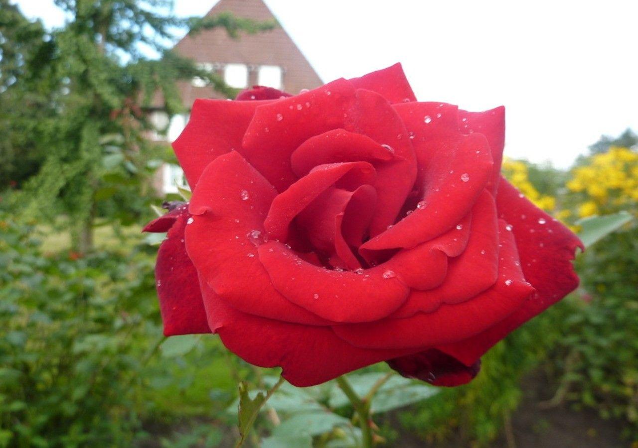 Flower: Red Nice Roses Rose Beautiful Green Flower Wallpaper iPhone