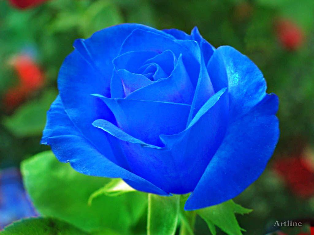 Artline, Feel The Creation!: Blue Rose With Green Leaf HD Wallpaper