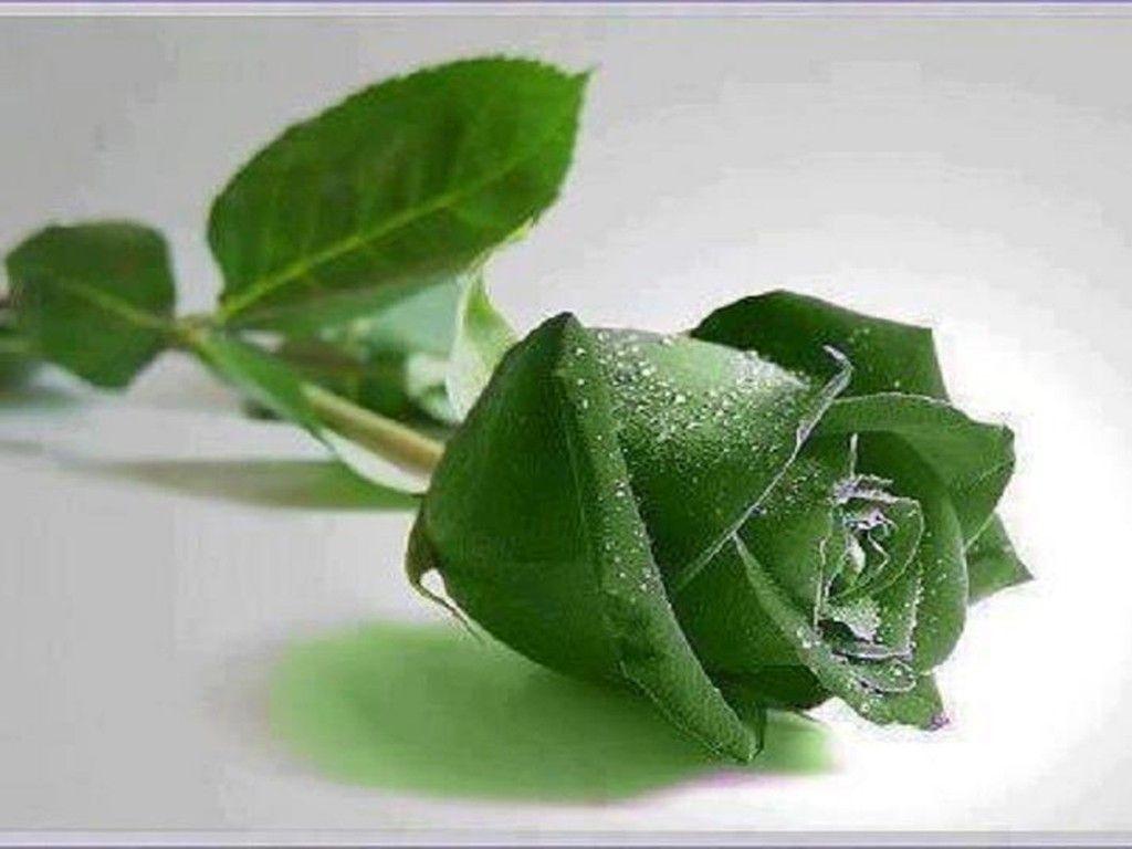 Flower: Leaves Beautiful Nature Amazing Cool Rose Green Roses Frosty