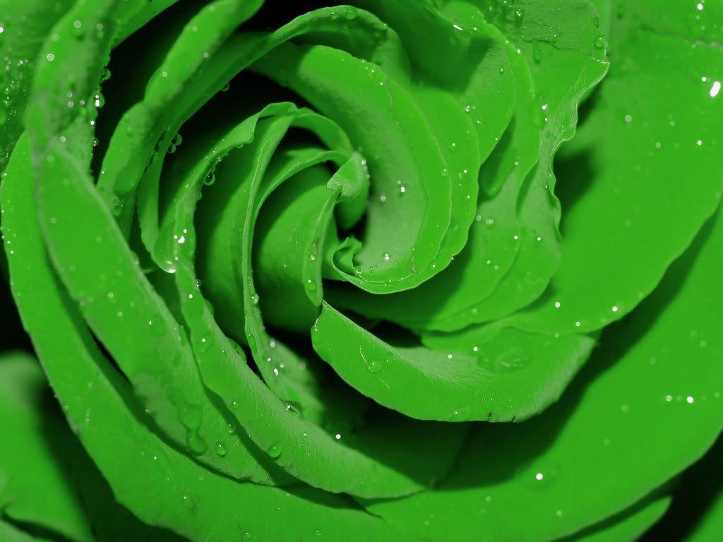 The Meaning and Beautiful Green Roses. Green rose and Gardens