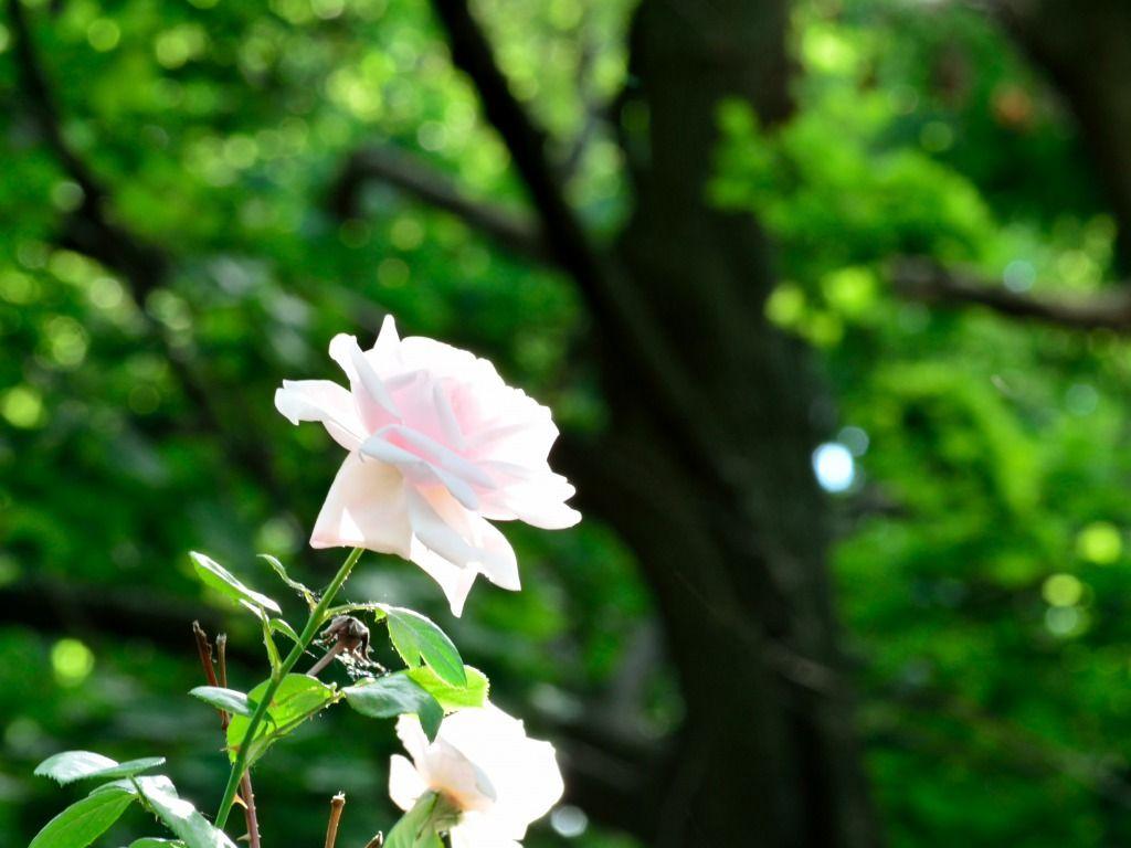 White Rose Wallpaper HD Picture