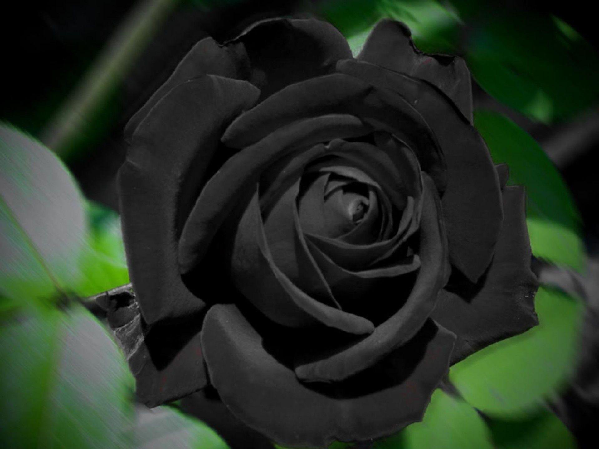 Black Rose, High Definition, High Quality, Widescreen