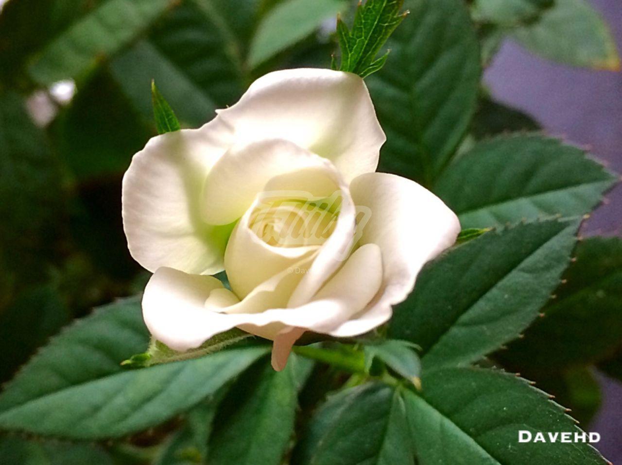 Beautiful White Rose Flower HD Wallpaper. Photo Image By DaveHD