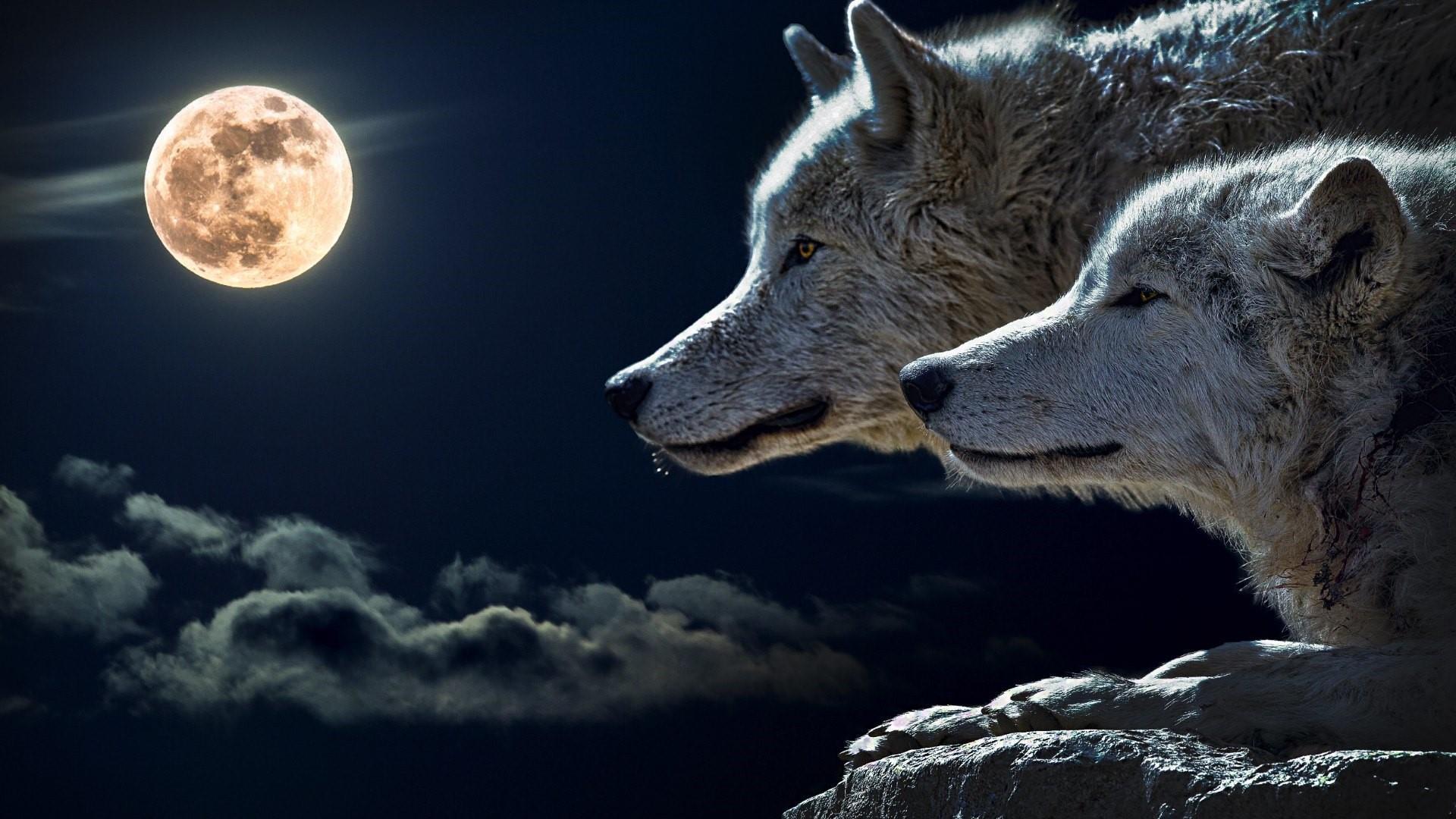 Wolves In Full Moon HD Wallpaper. Wallpaper Studio 10