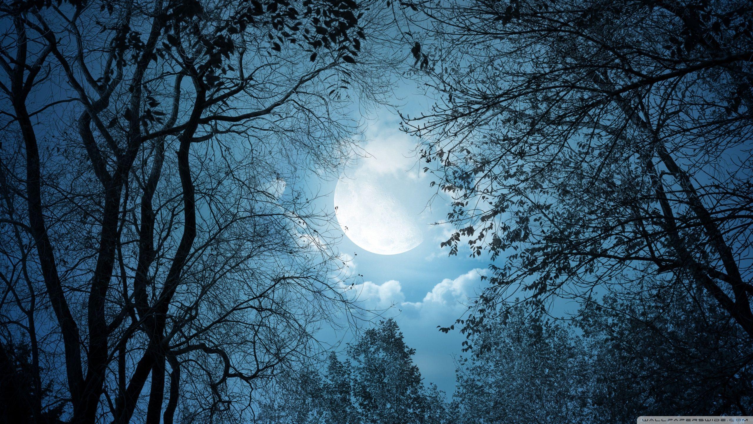 Full Moon Night ❤ 4K HD Desktop Wallpaper for • Dual Monitor