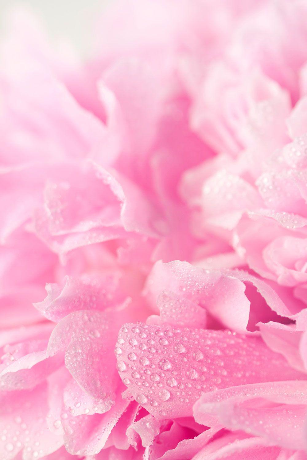 Pink Soft Petals Wallpaper