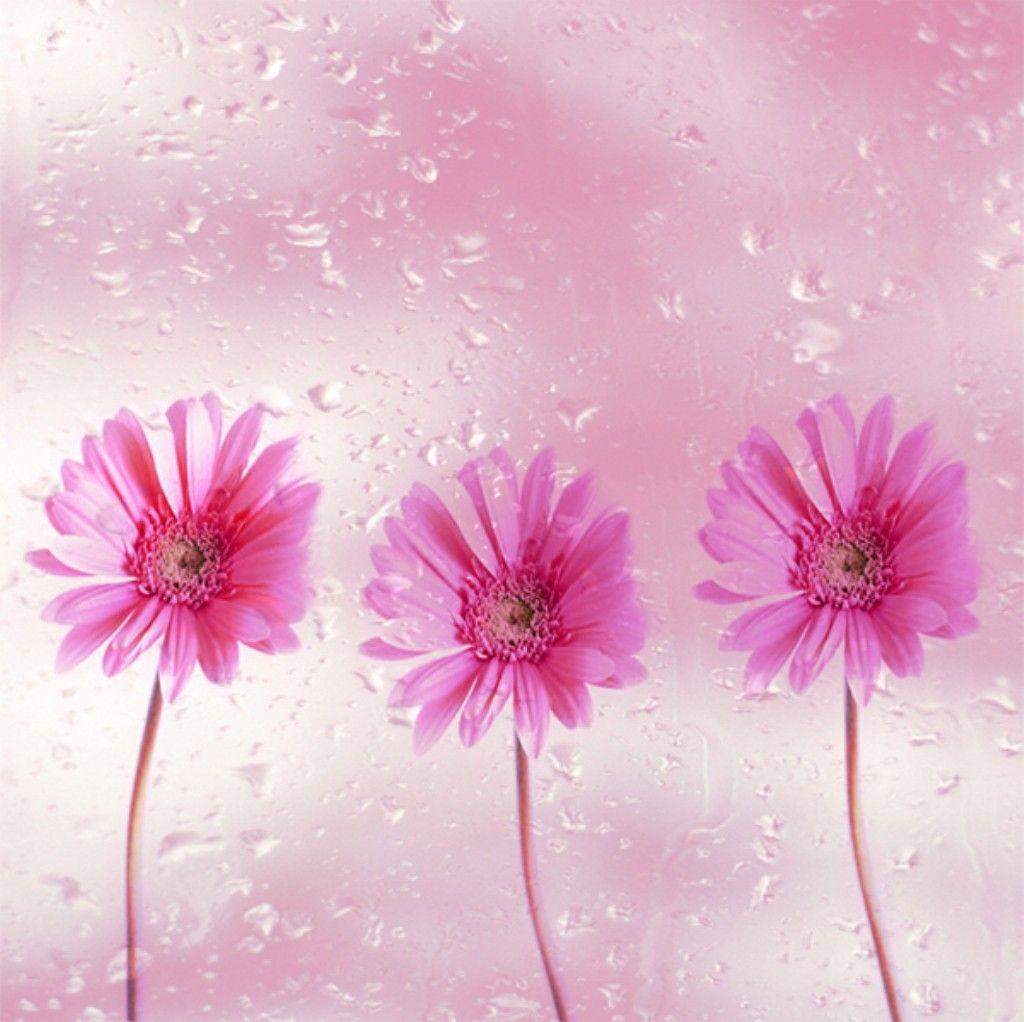 Flower Flowers Grebera Pink Soft Wallpaper Pics Flower HD 16:9