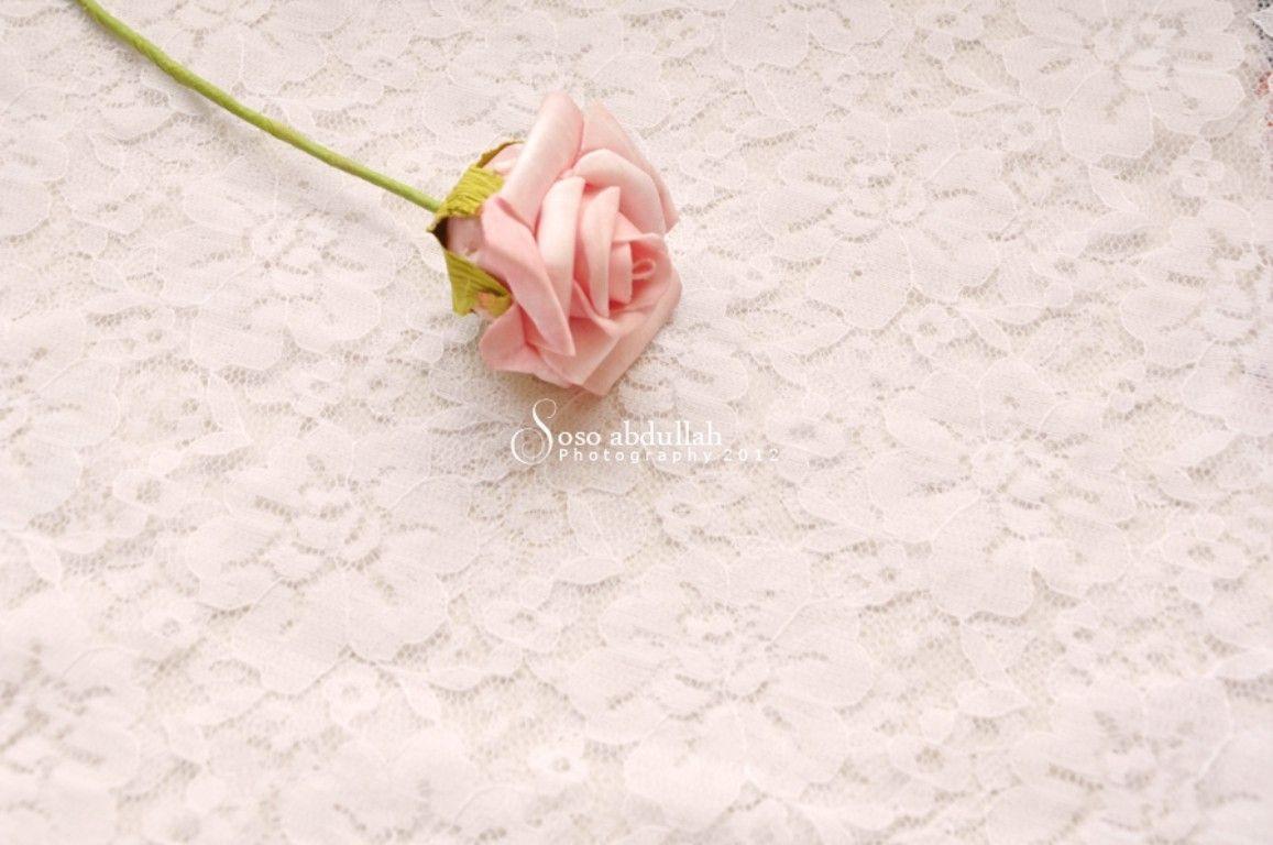 Flowers: Flower Soft Pink Rose Just Wallpaper Free Download for HD