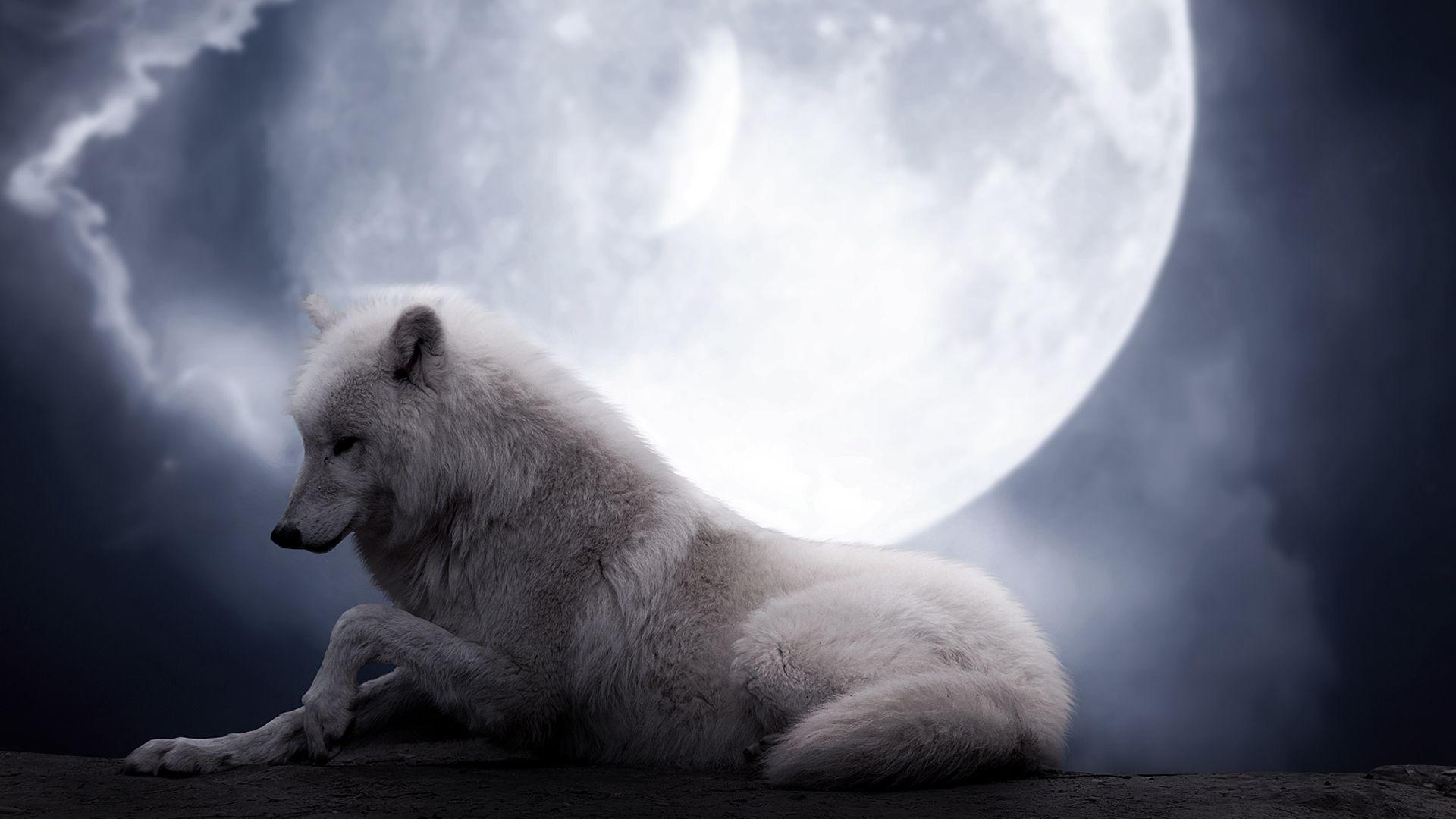Download Wallpaper 1920x1080 wolf, moon, lie, predator Full HD 1080p