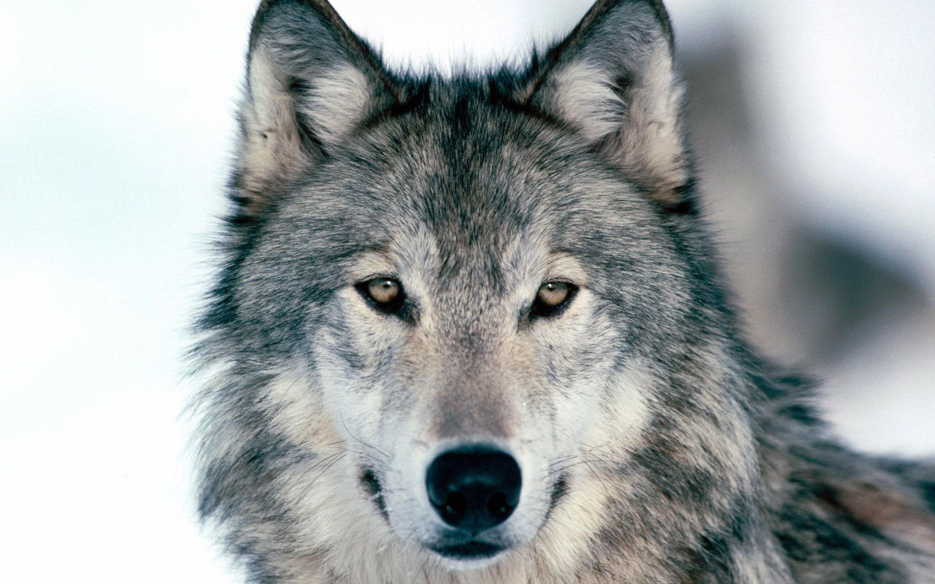 Wolf Picture