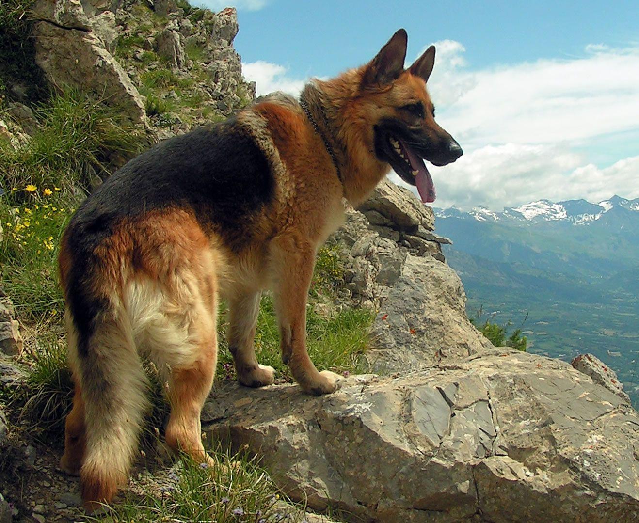 German Shepherd Doggy Rocks